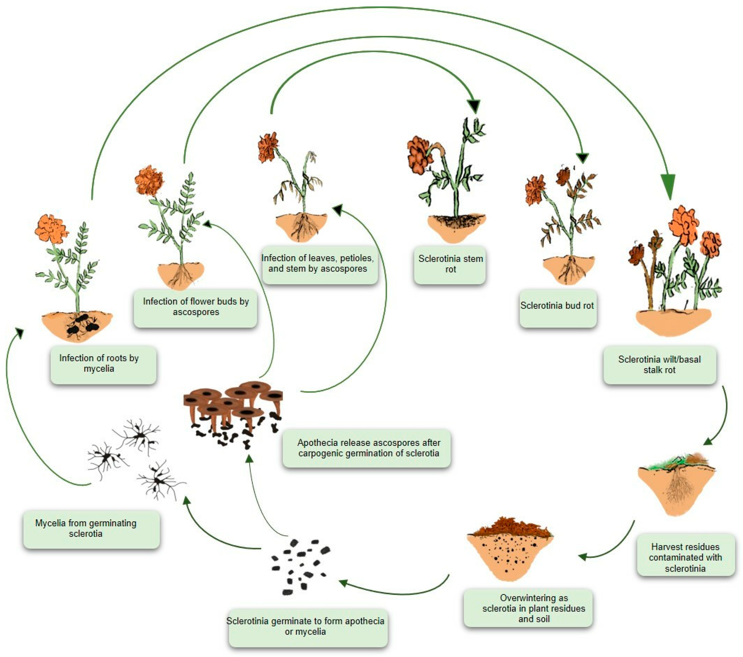 Microorganisms 13 00004 g003