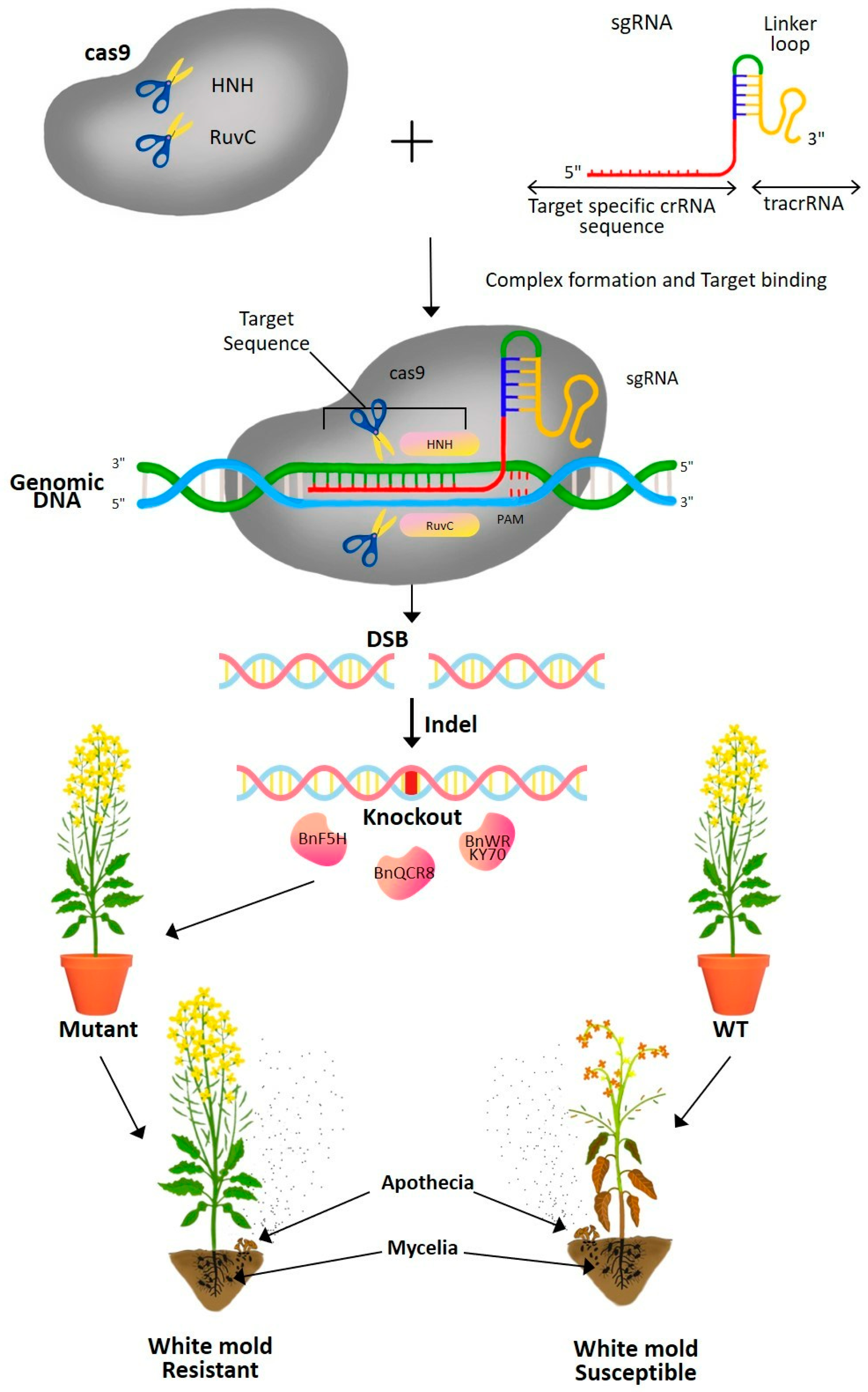 Microorganisms 13 00004 g006