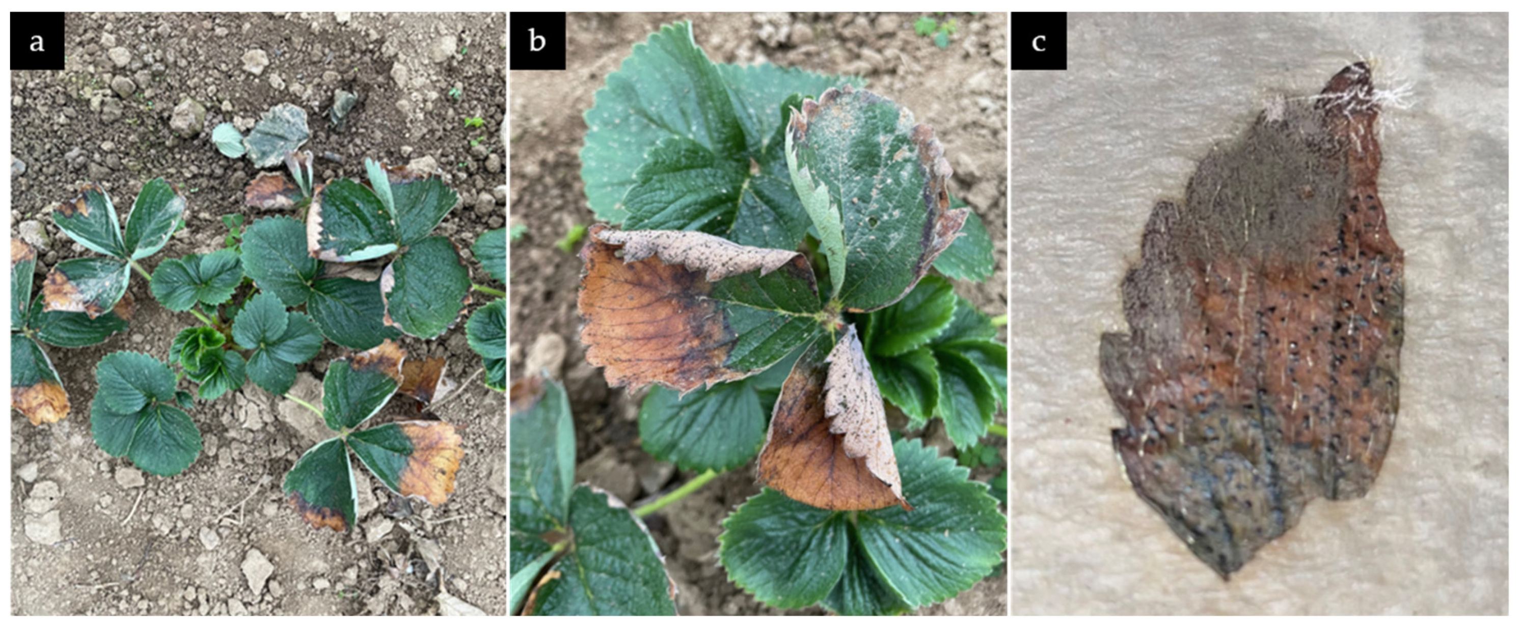Microorganisms 13 00006 g002
