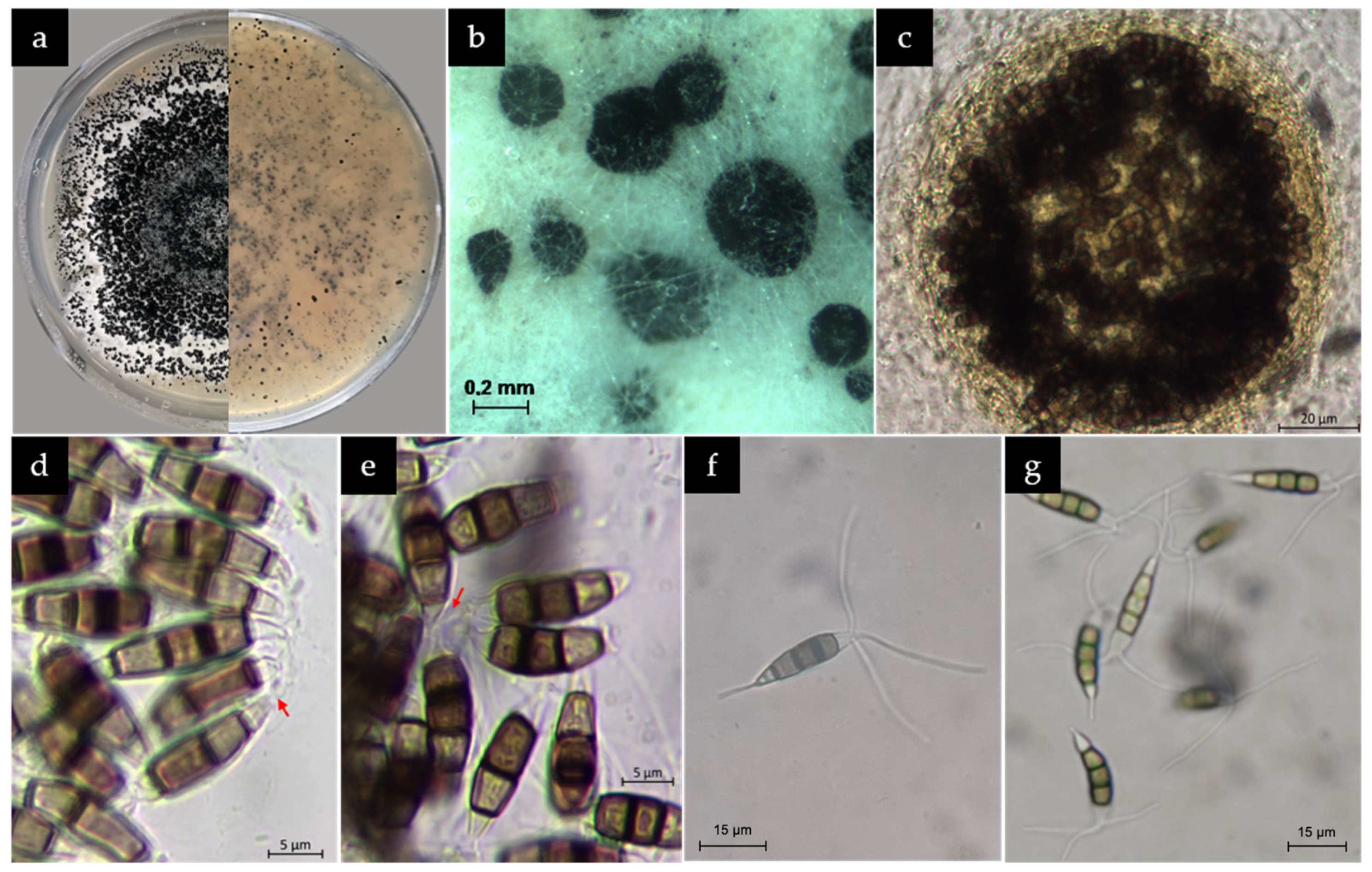 Microorganisms 13 00006 g003