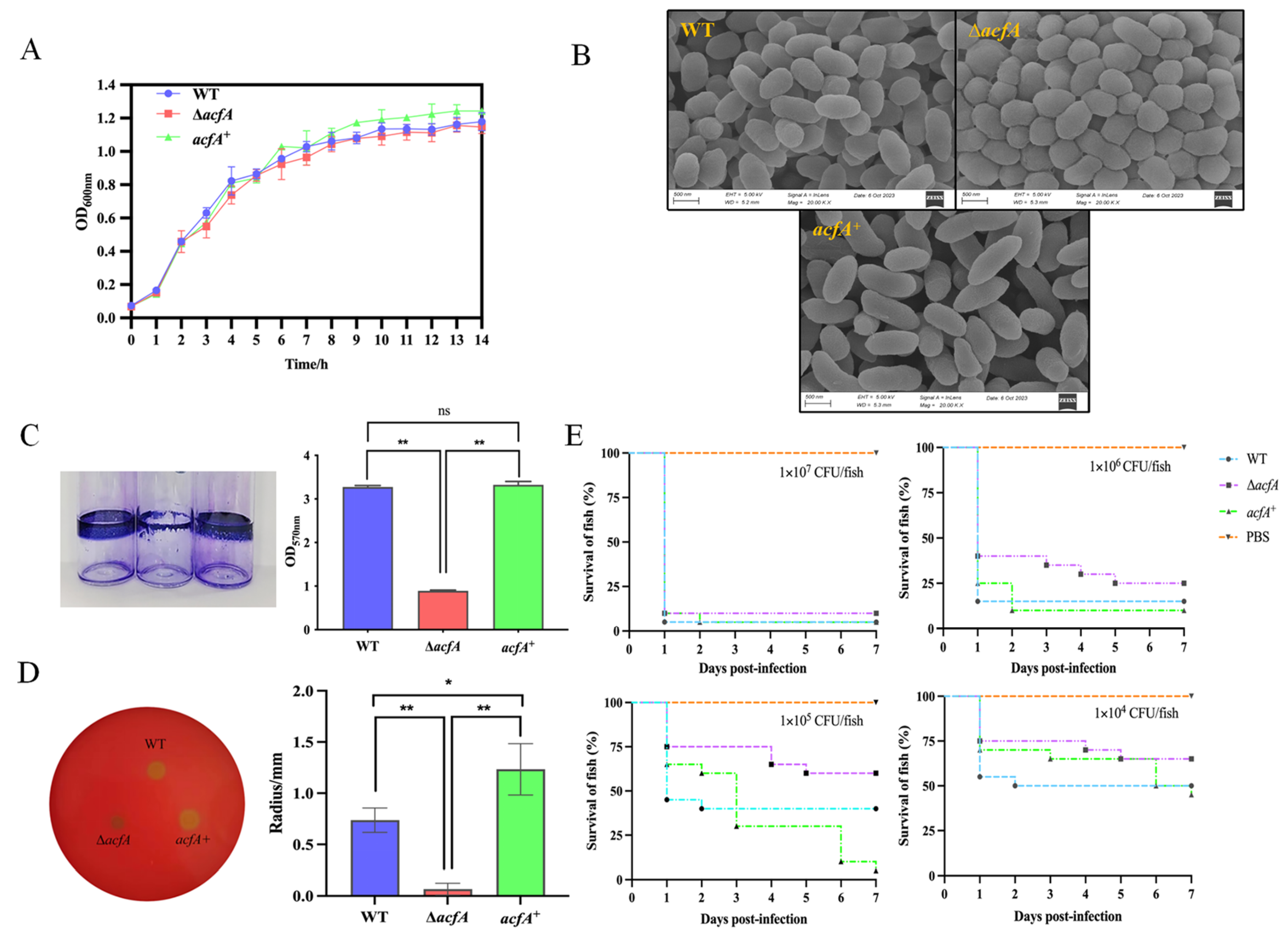 Microorganisms 13 00007 g001