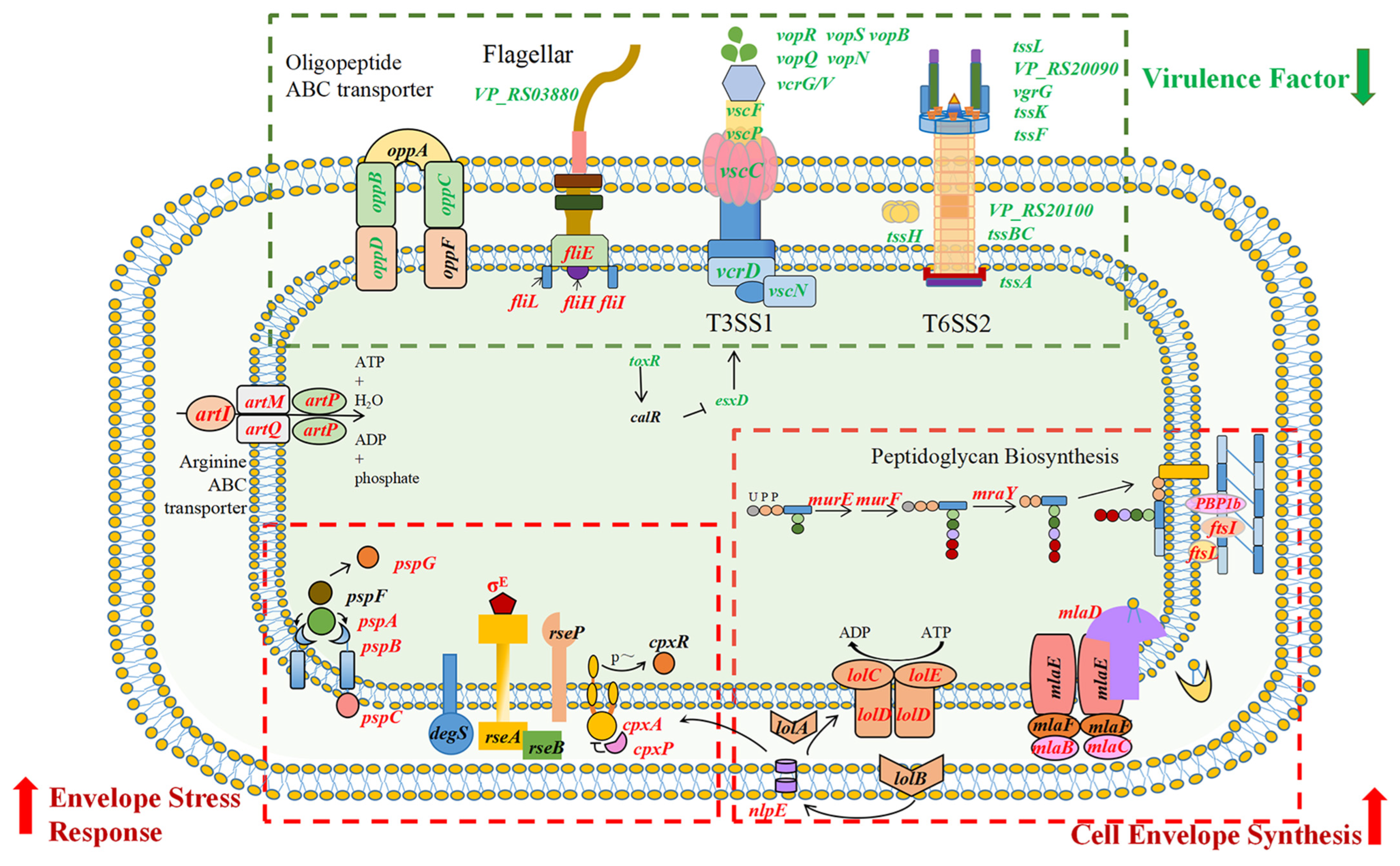 Microorganisms 13 00007 g007