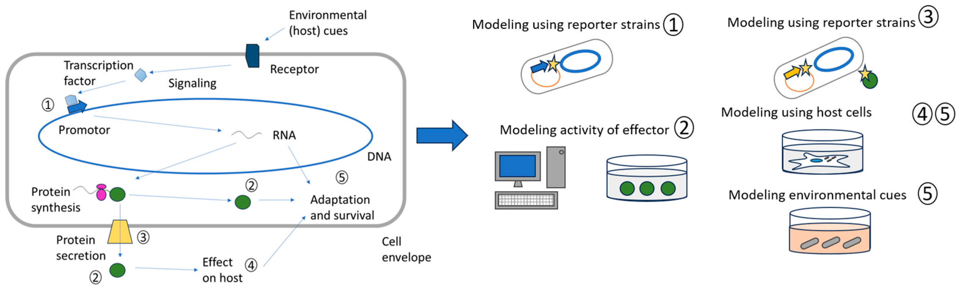Microorganisms 13 00021 g002