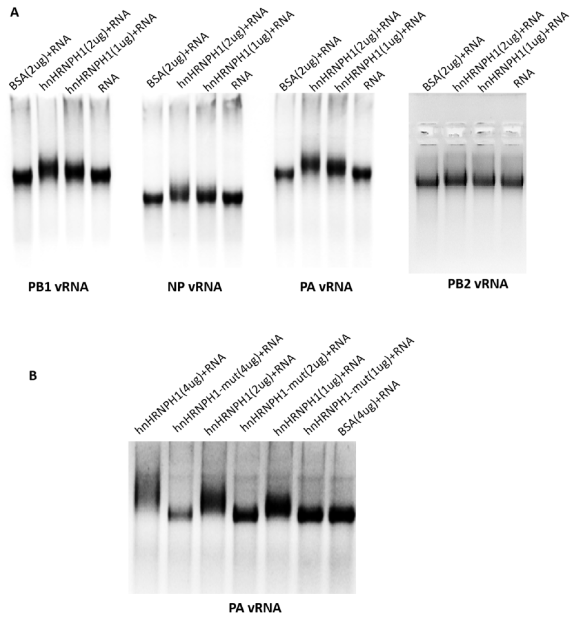 Microorganisms 13 00024 g004