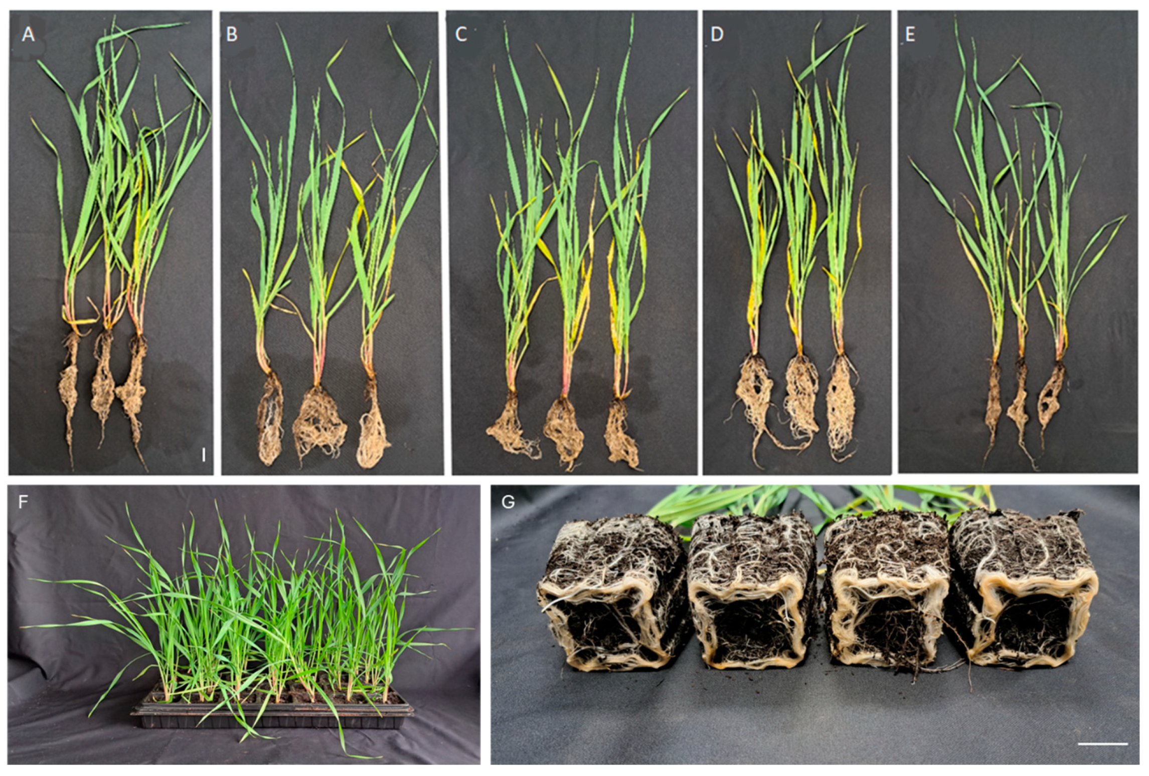 Microorganisms 13 00025 g001
