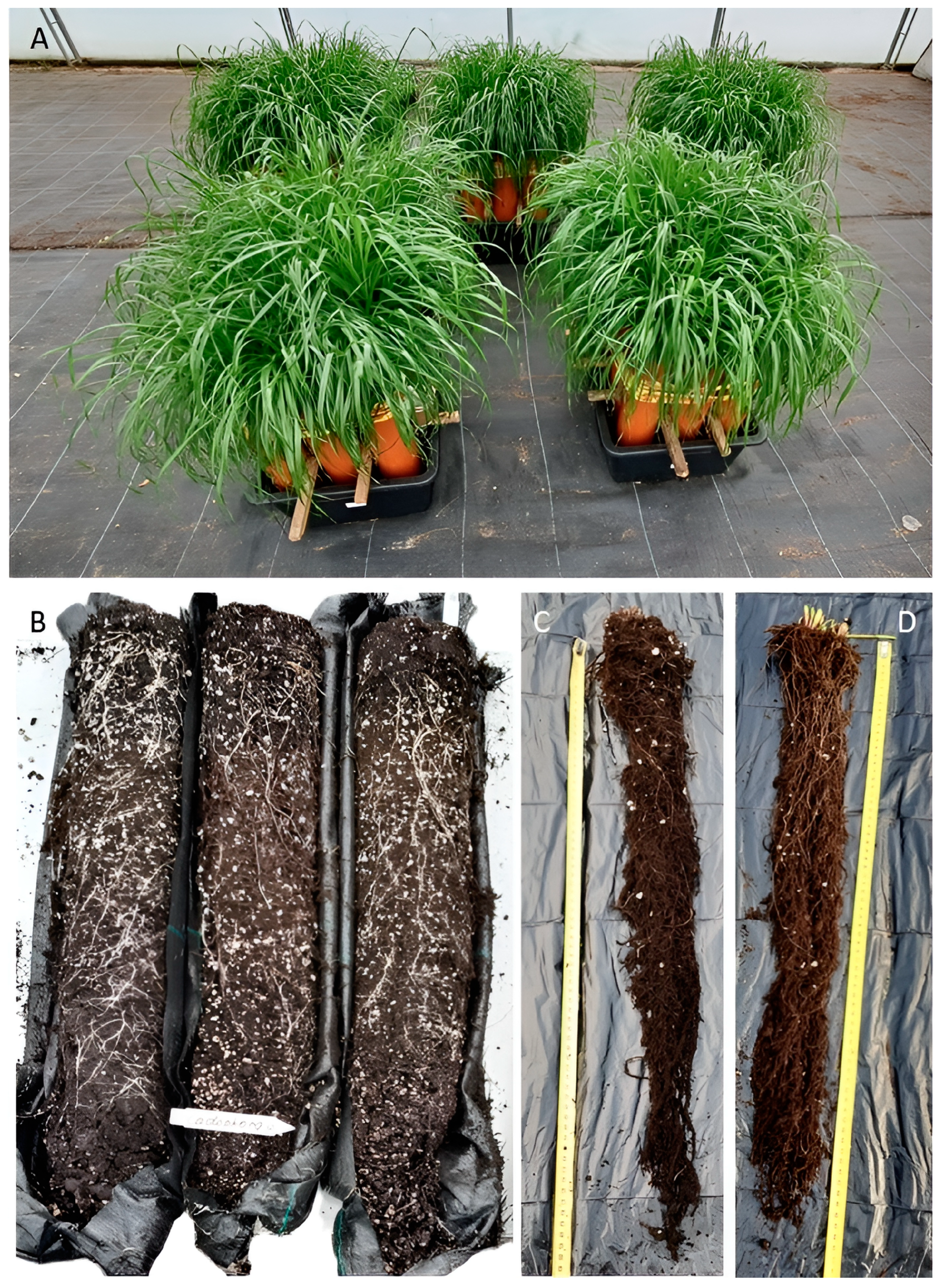 Microorganisms 13 00025 g003