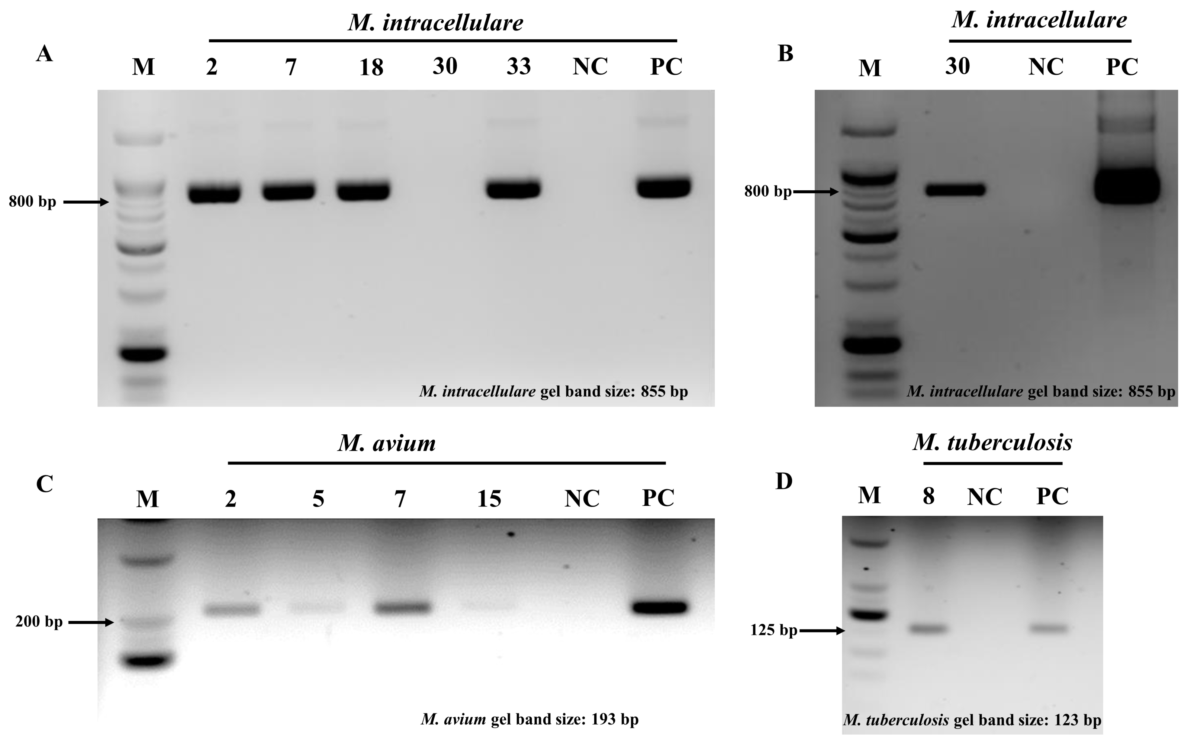 Microorganisms 13 00026 g002