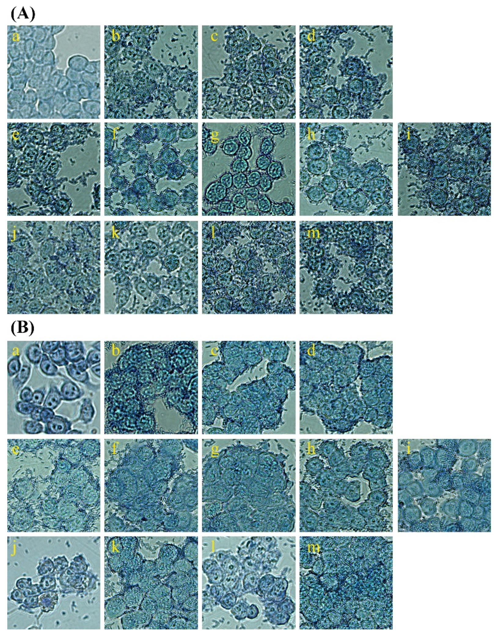 Microorganisms 13 00032 g004 Microorganisms 13 00032 g004