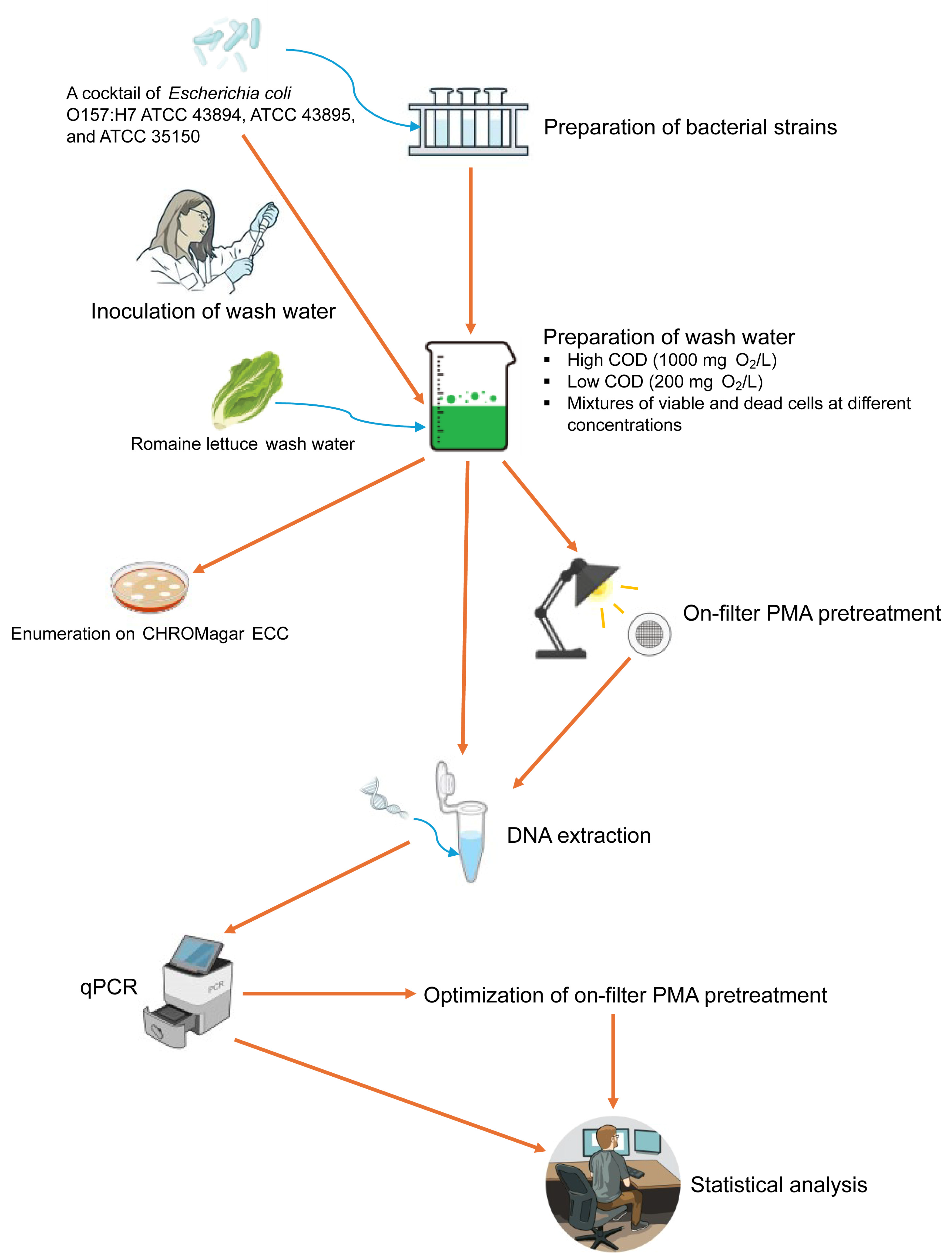 Microorganisms 13 00034 g001