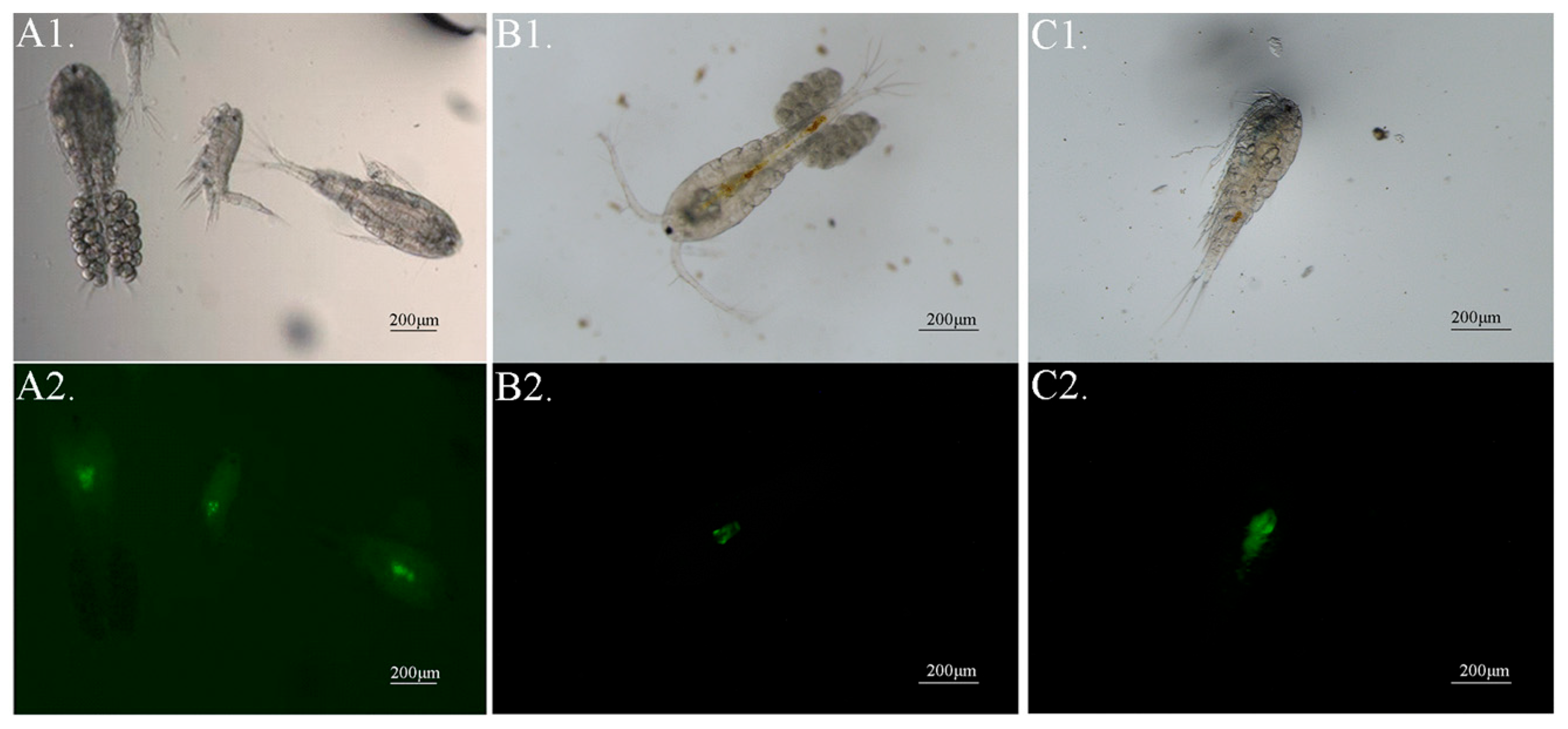 Microorganisms 13 00038 g002 Microorganisms 13 00038 g002