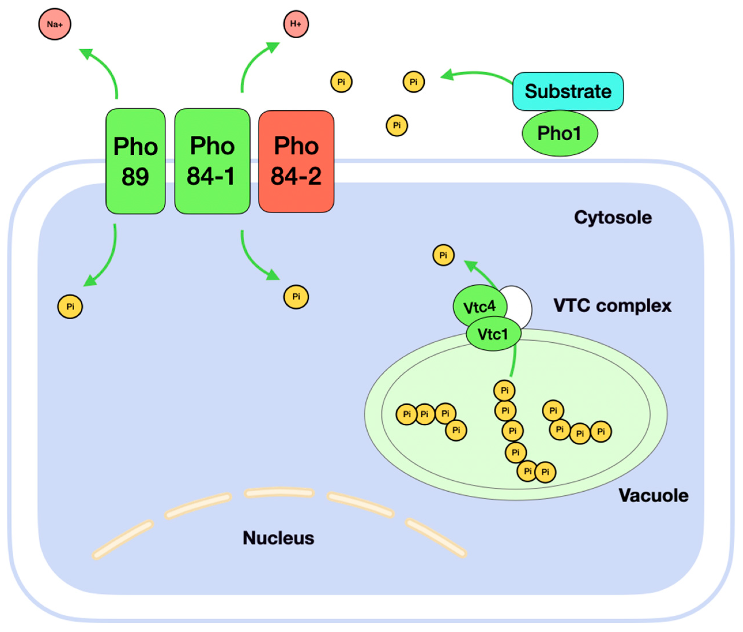 Microorganisms 13 00039 g002