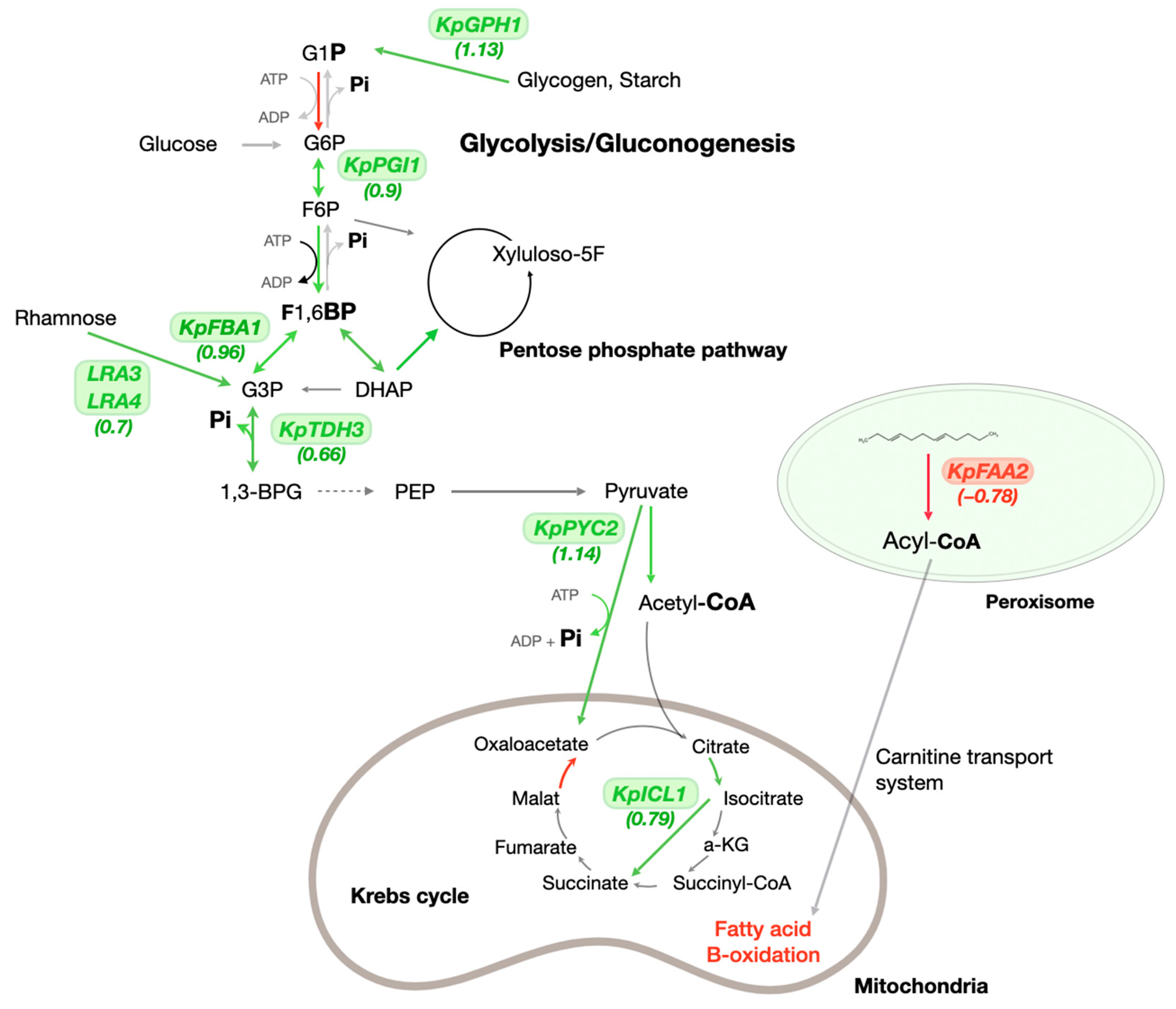 Microorganisms 13 00039 g003
