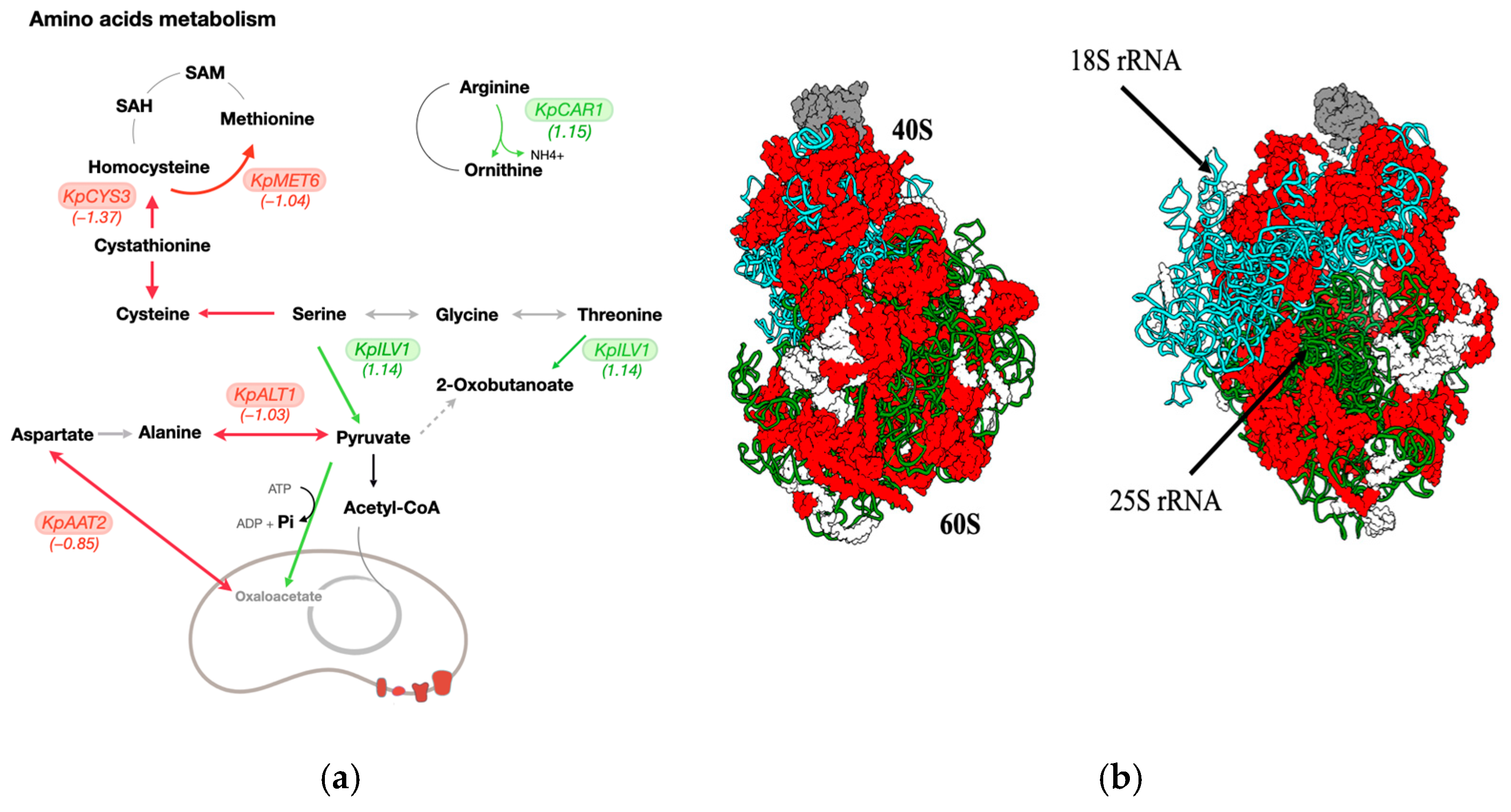 Microorganisms 13 00039 g004
