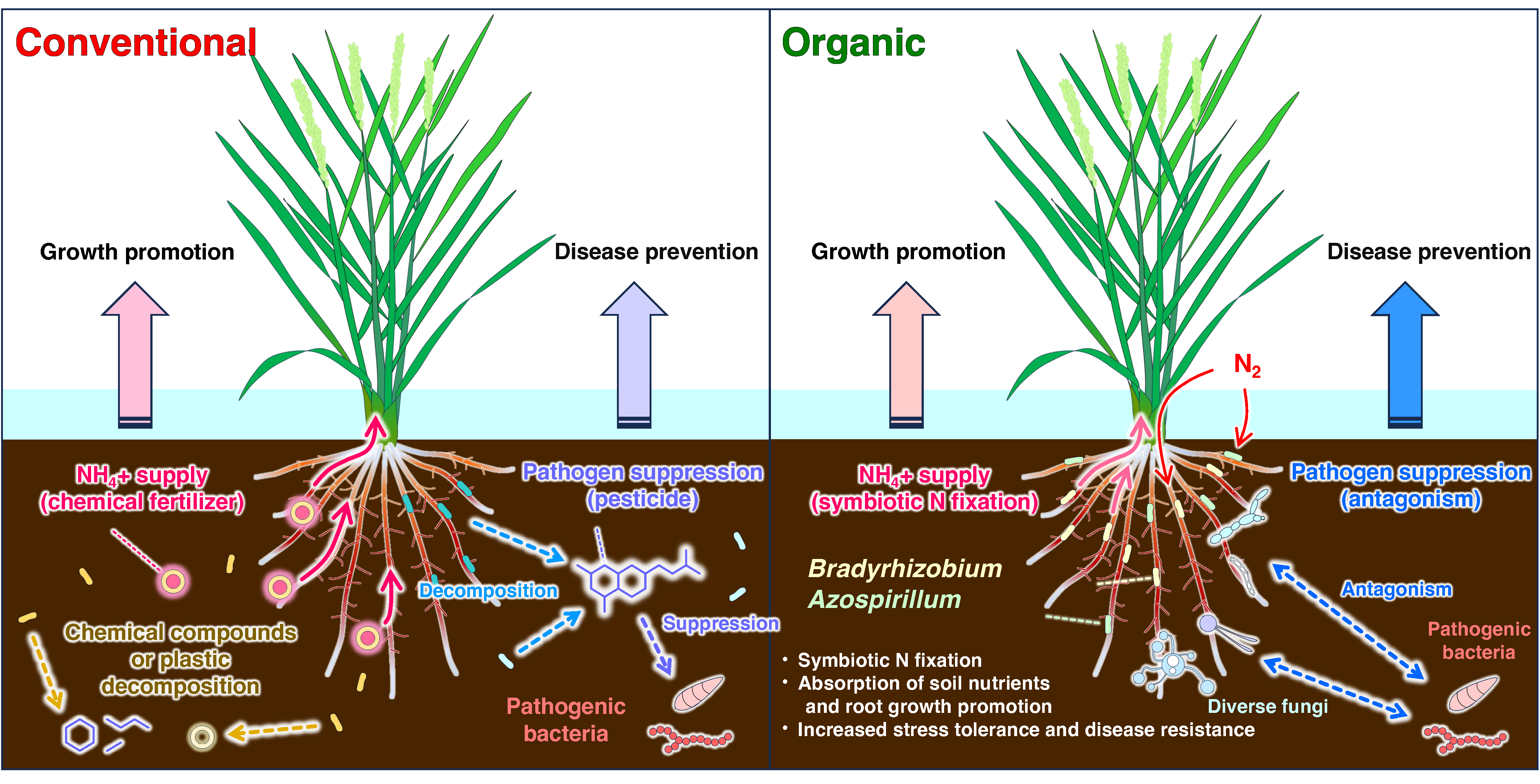 Microorganisms 13 00041 g008 Microorganisms 13 00041 g008