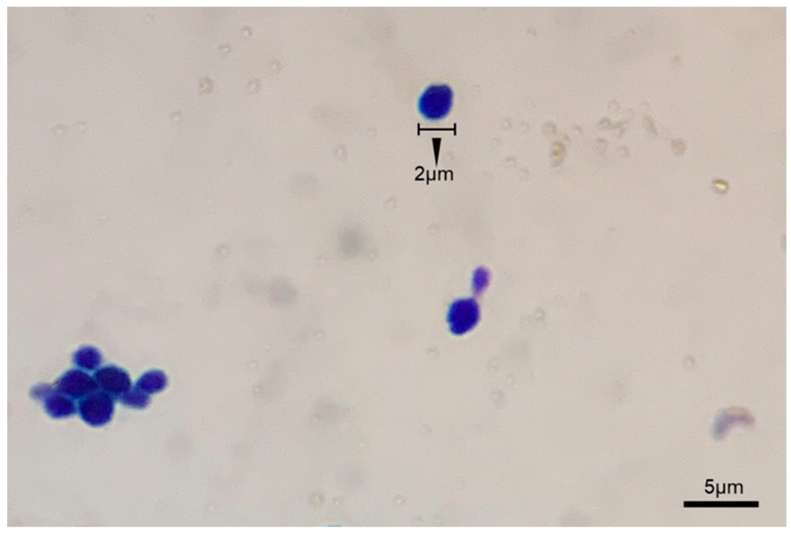 Microorganisms 13 00042 g003