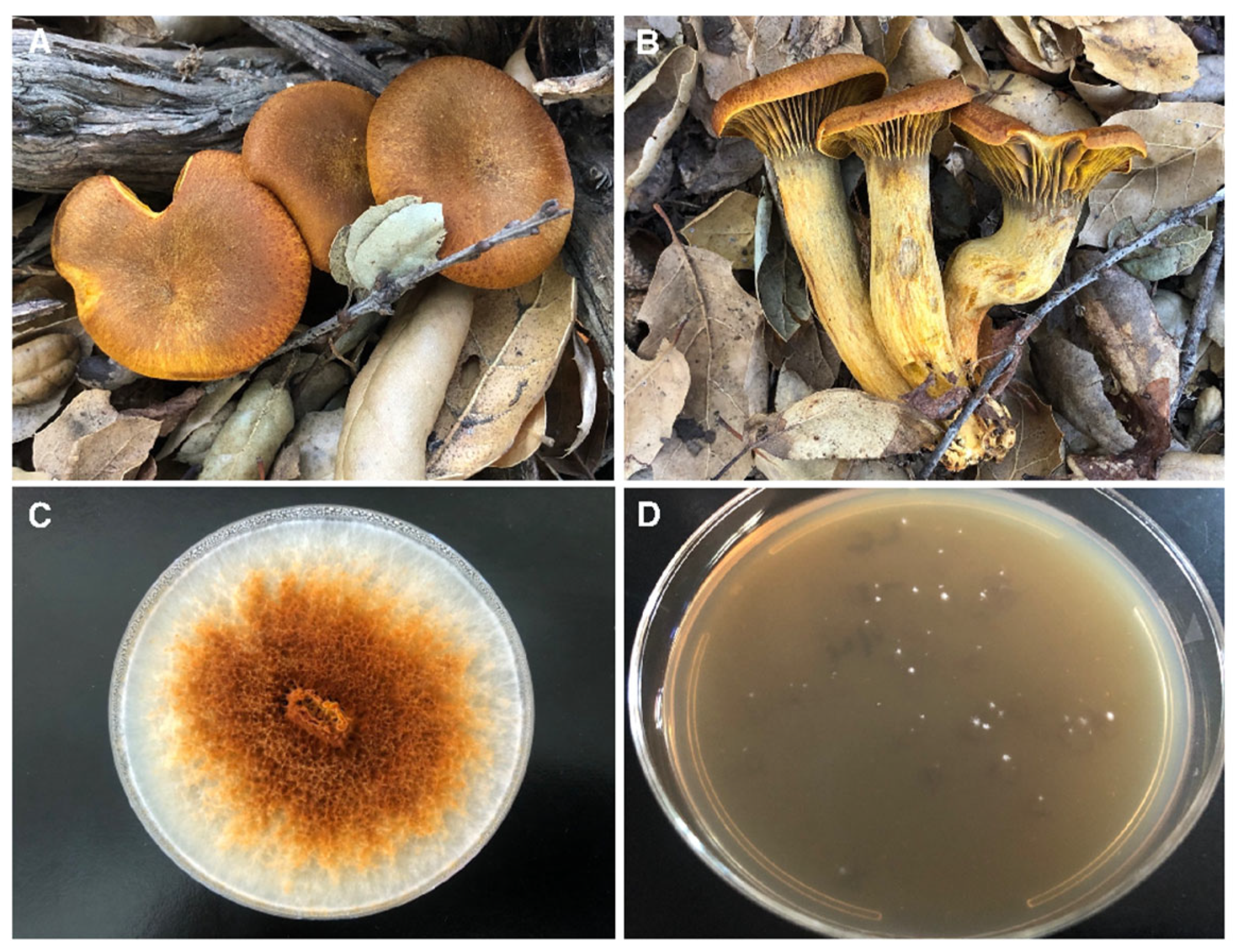 Microorganisms 13 00059 g001