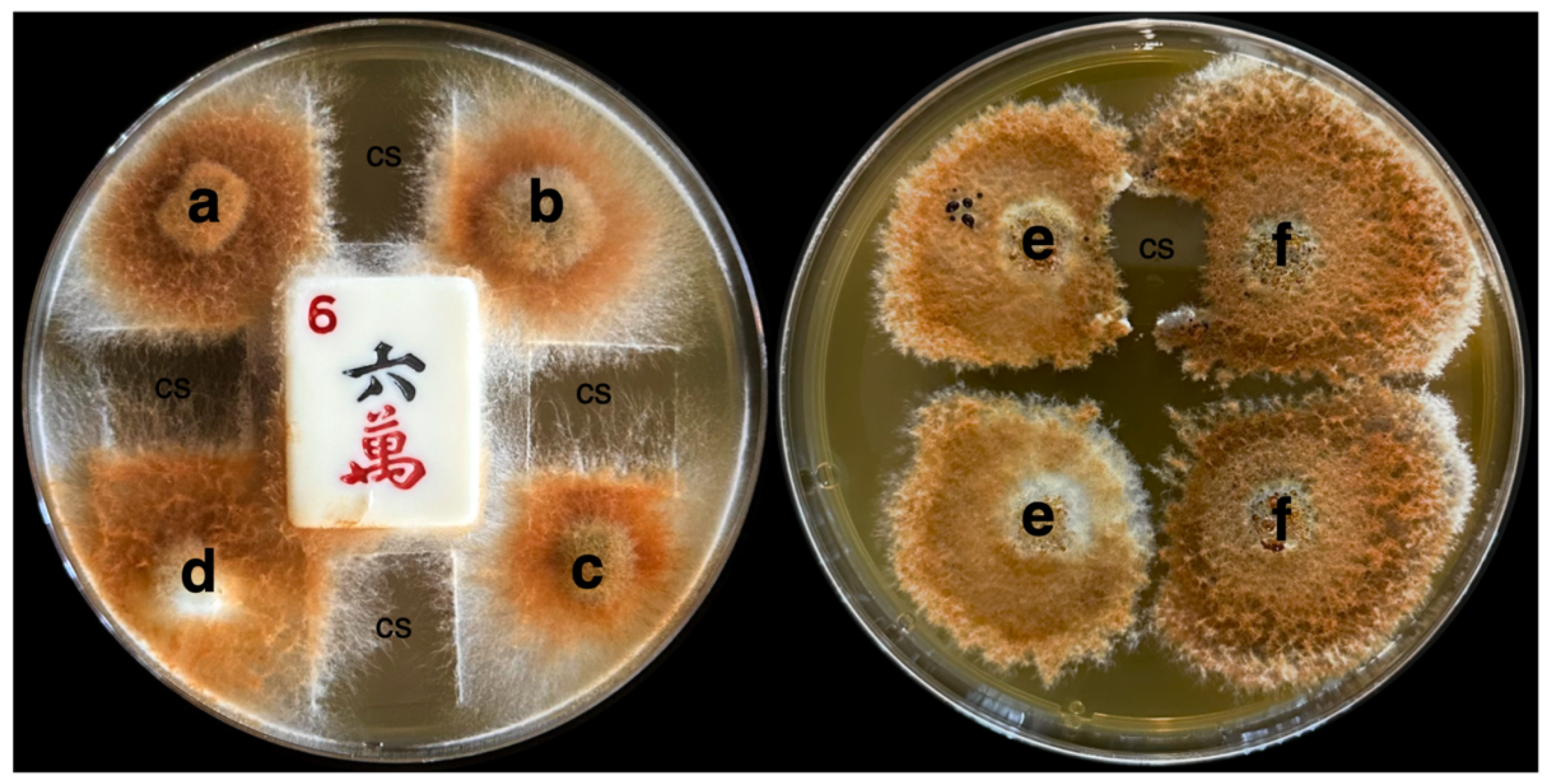 Microorganisms 13 00059 g005