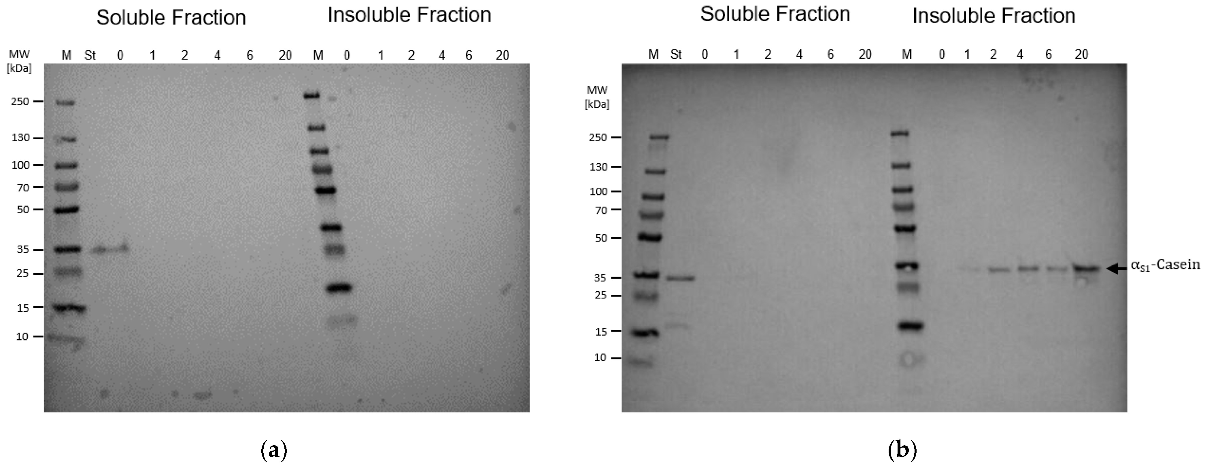 Microorganisms 13 00060 g001 Microorganisms 13 00060 g001
