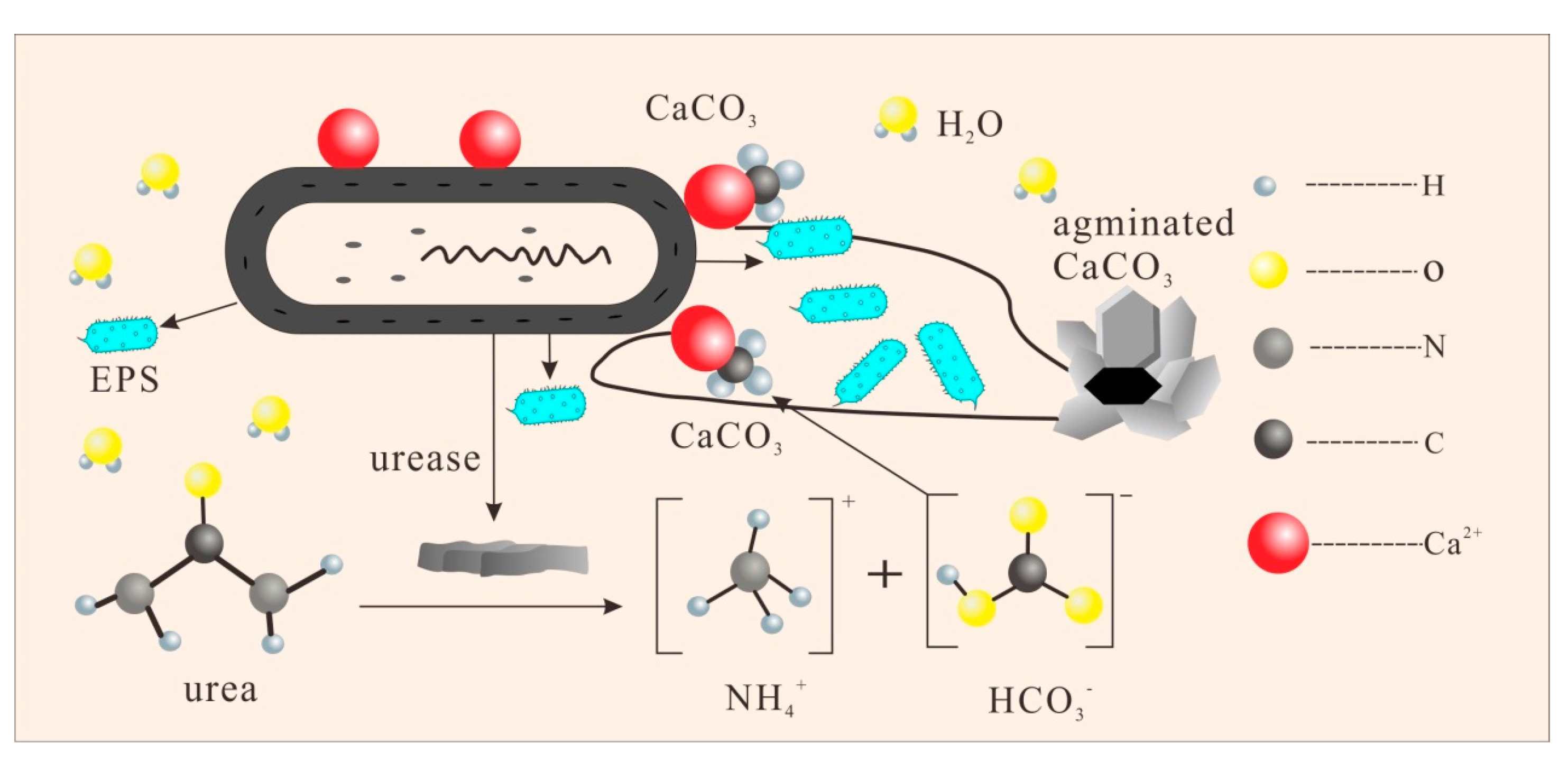 Microorganisms 13 00064 g010
