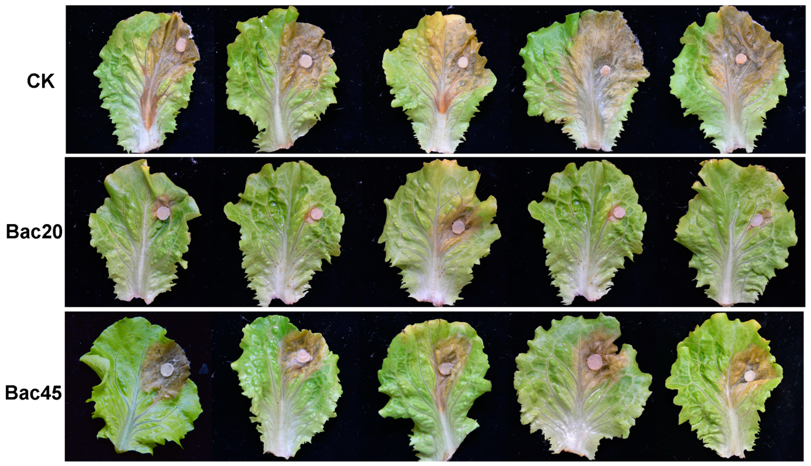 Microorganisms 13 00068 g005