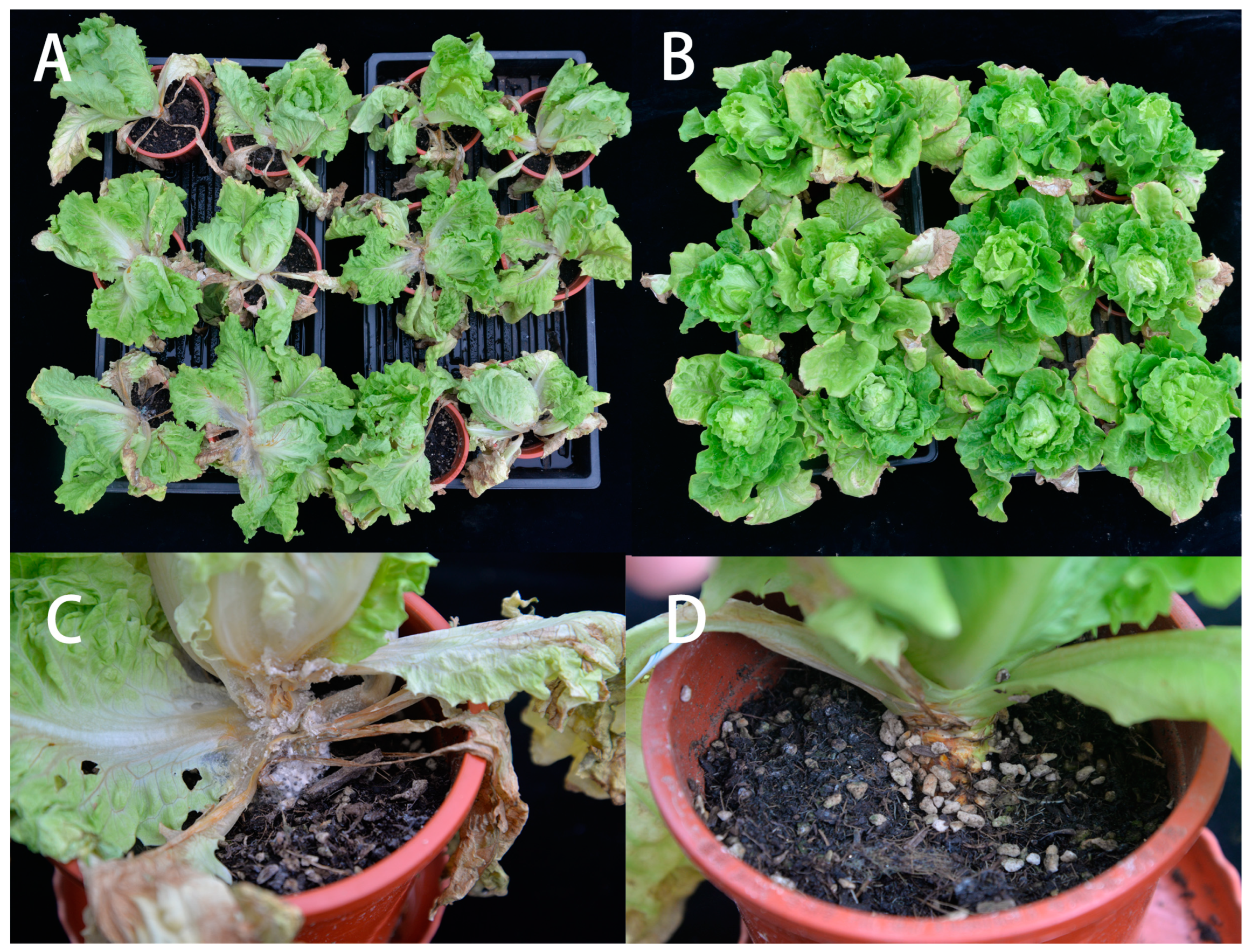Microorganisms 13 00068 g007