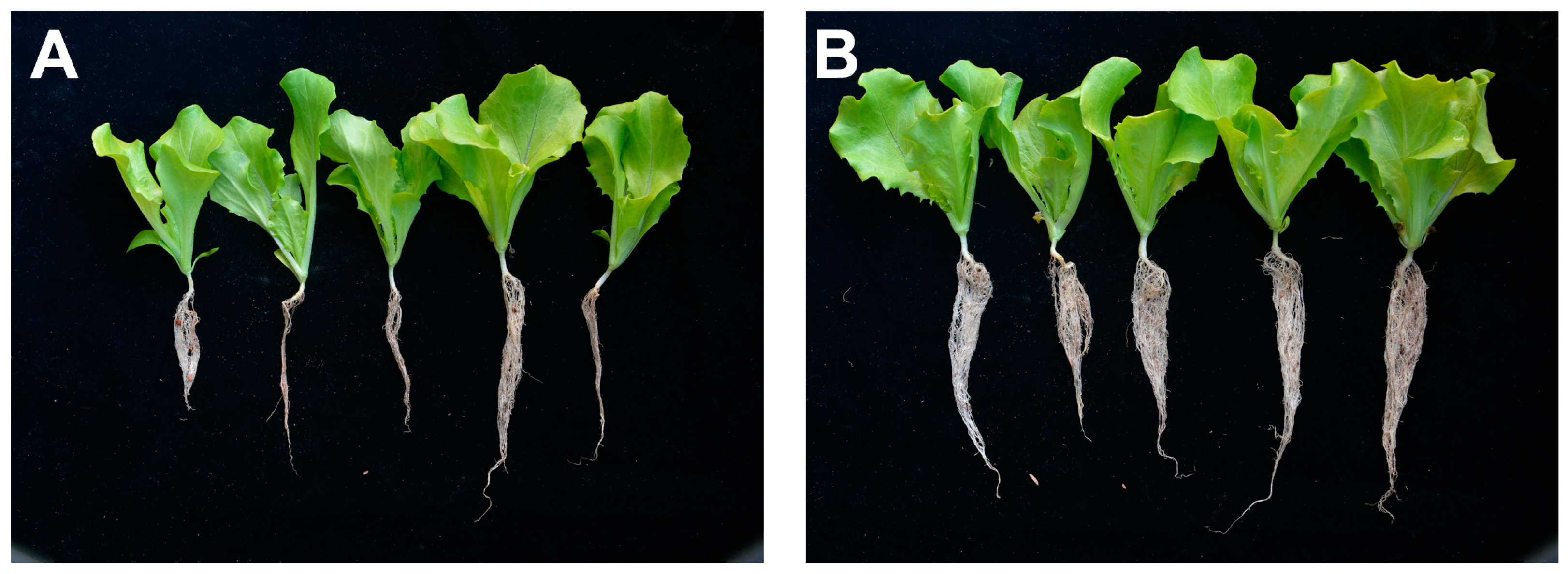 Microorganisms 13 00068 g008