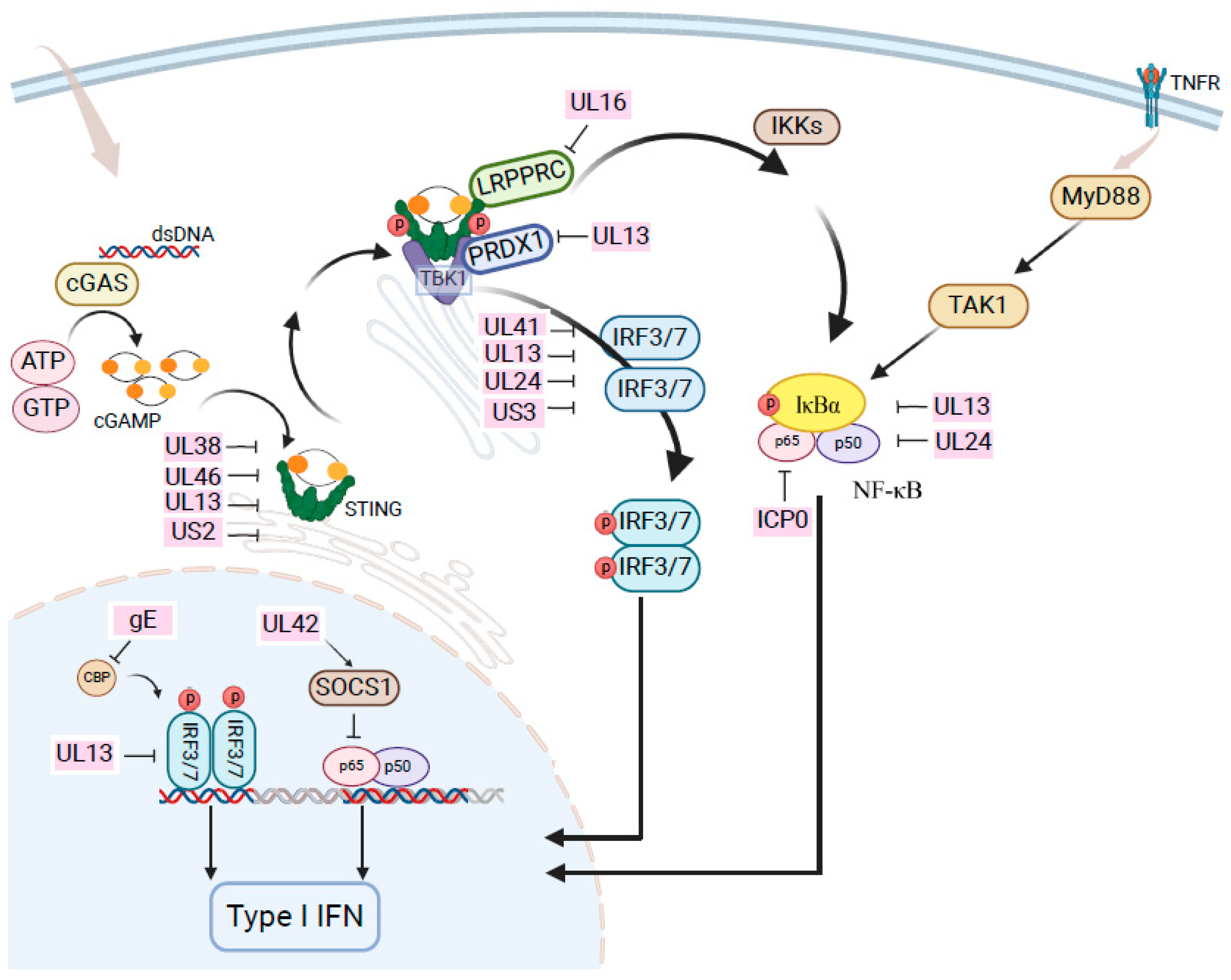Microorganisms 13 00082 g001