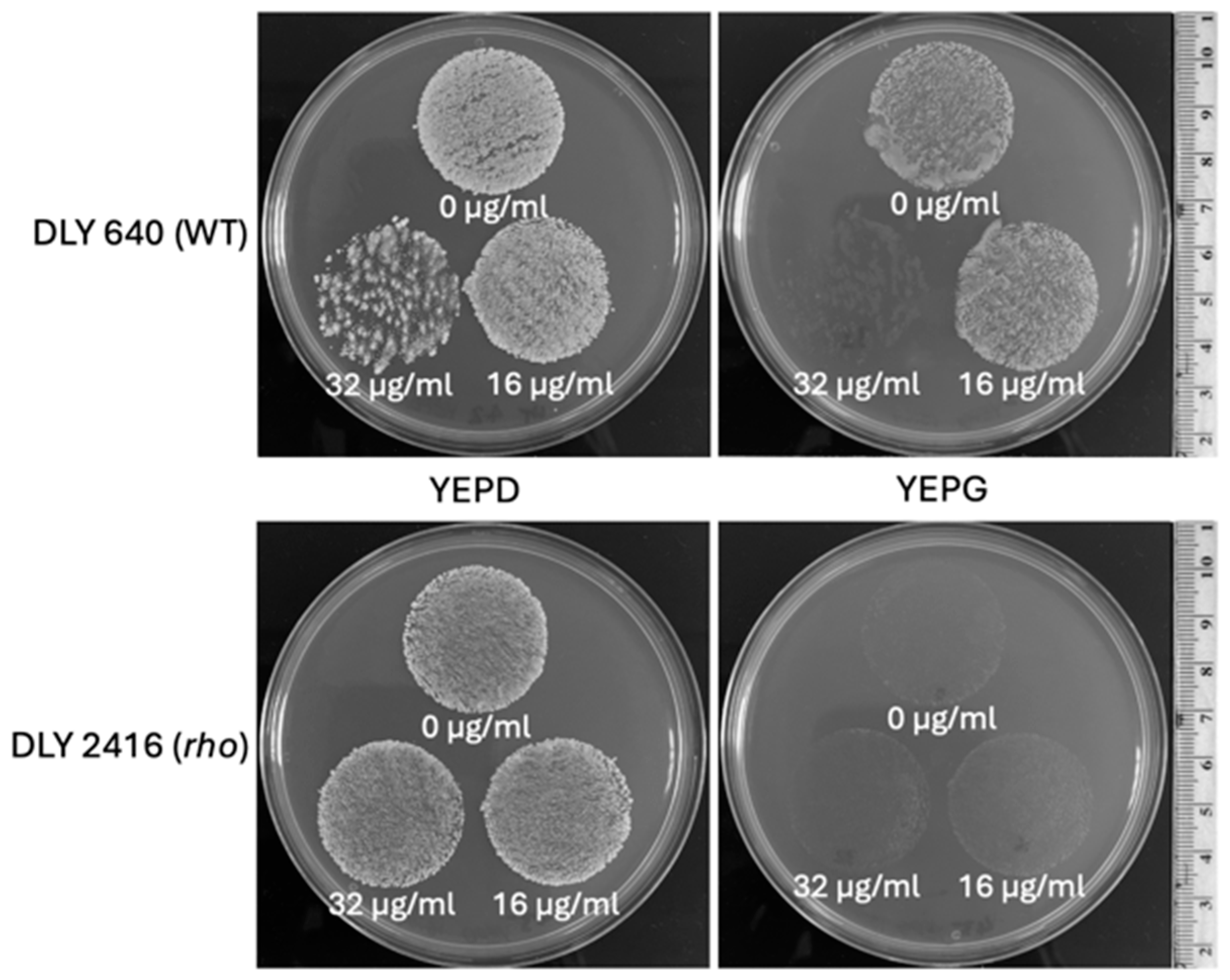 Microorganisms 13 00099 g008