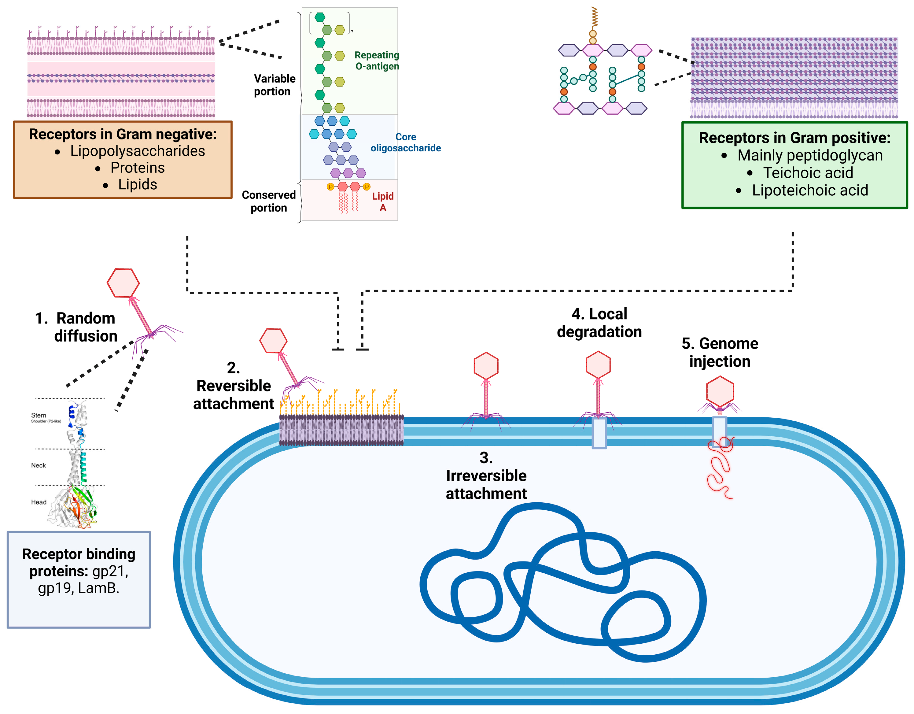 Microorganisms 13 00100 g004