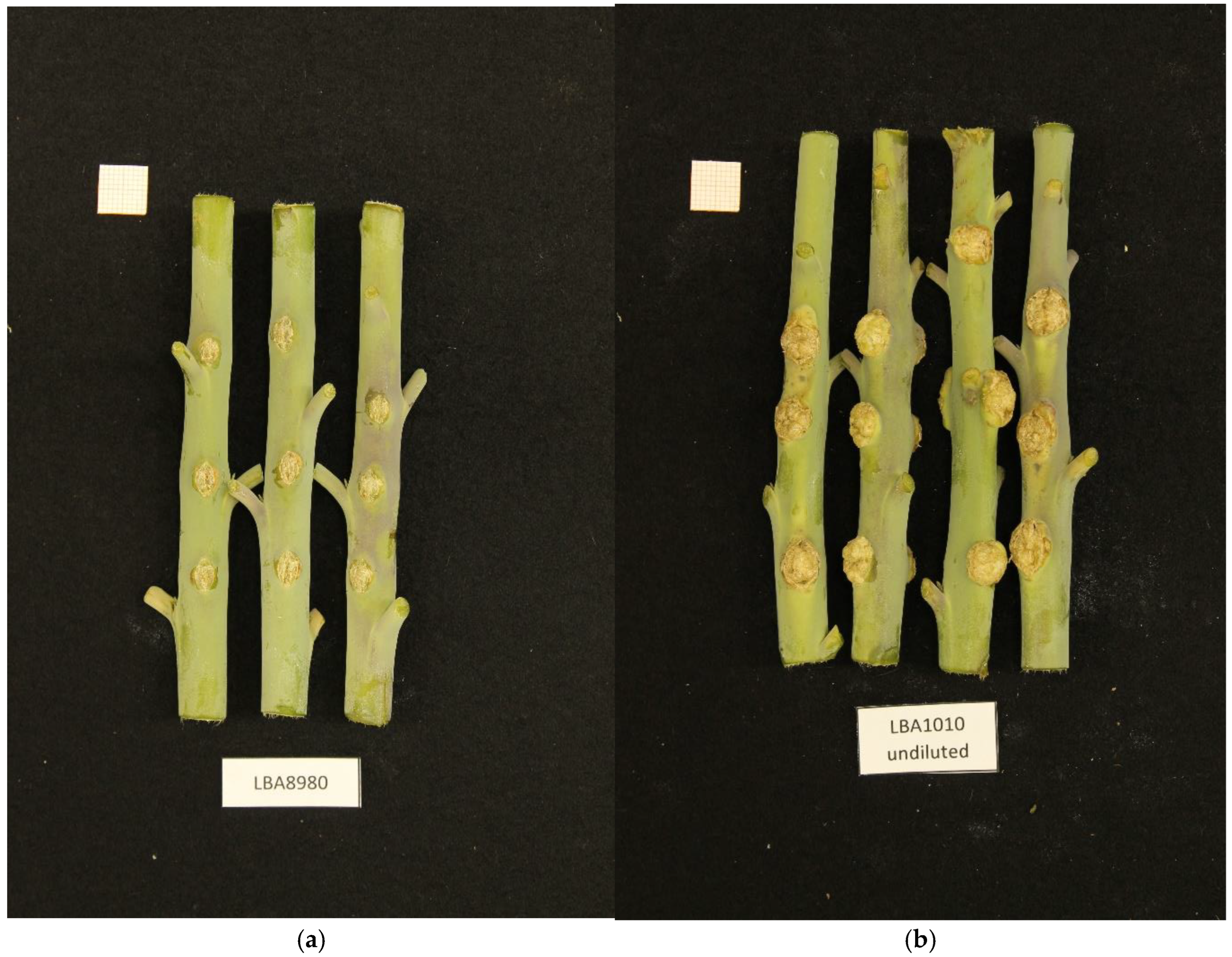 Microorganisms 13 00102 g001