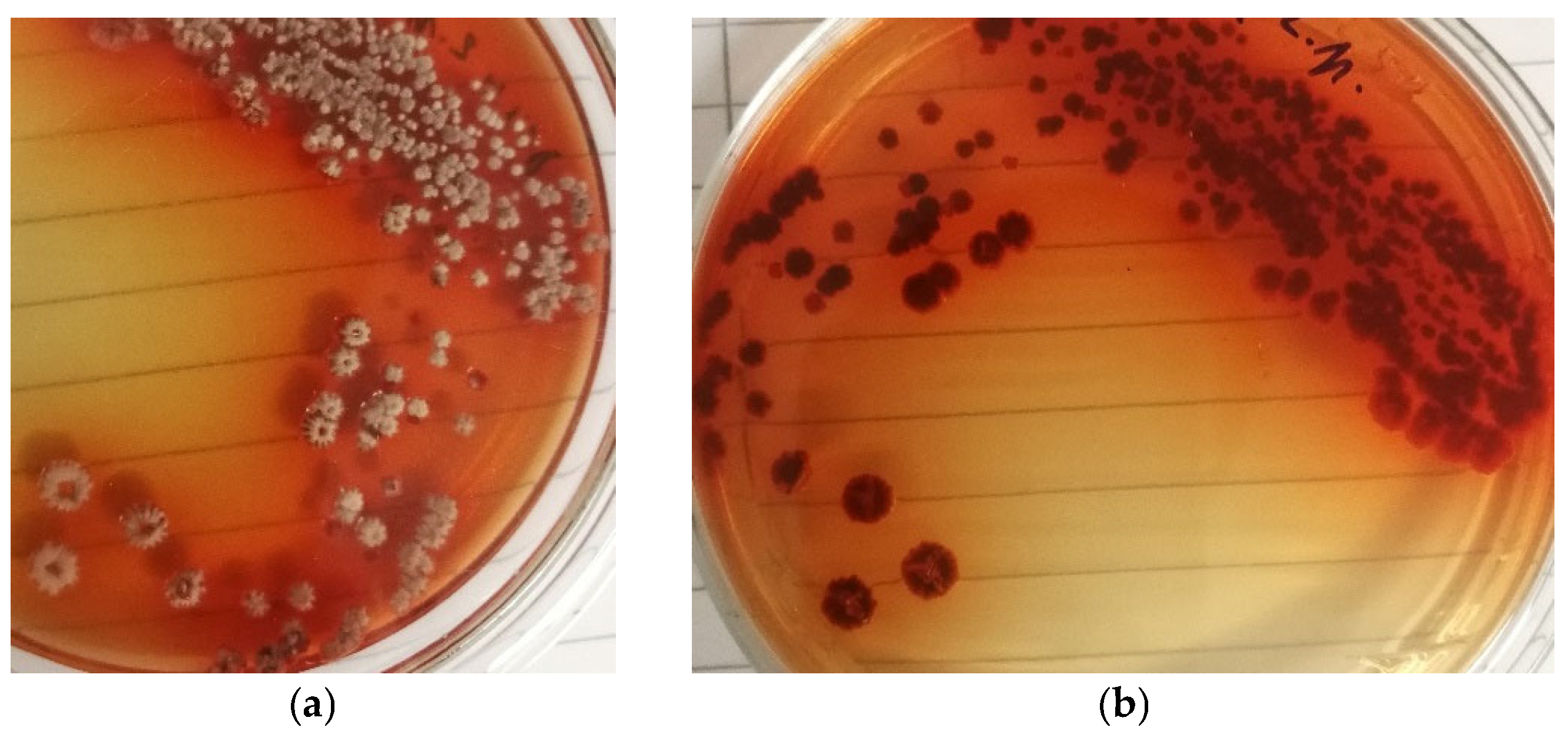 Microorganisms 13 00107 g002