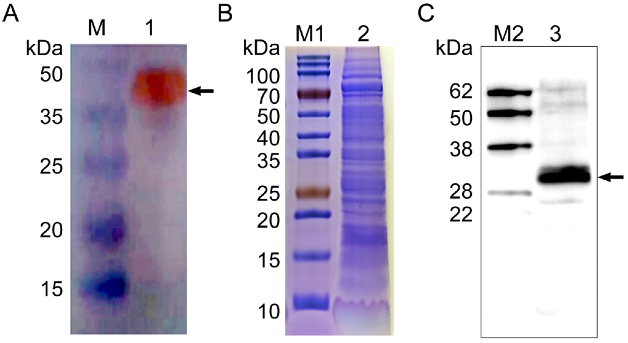 Microorganisms 13 00142 g005