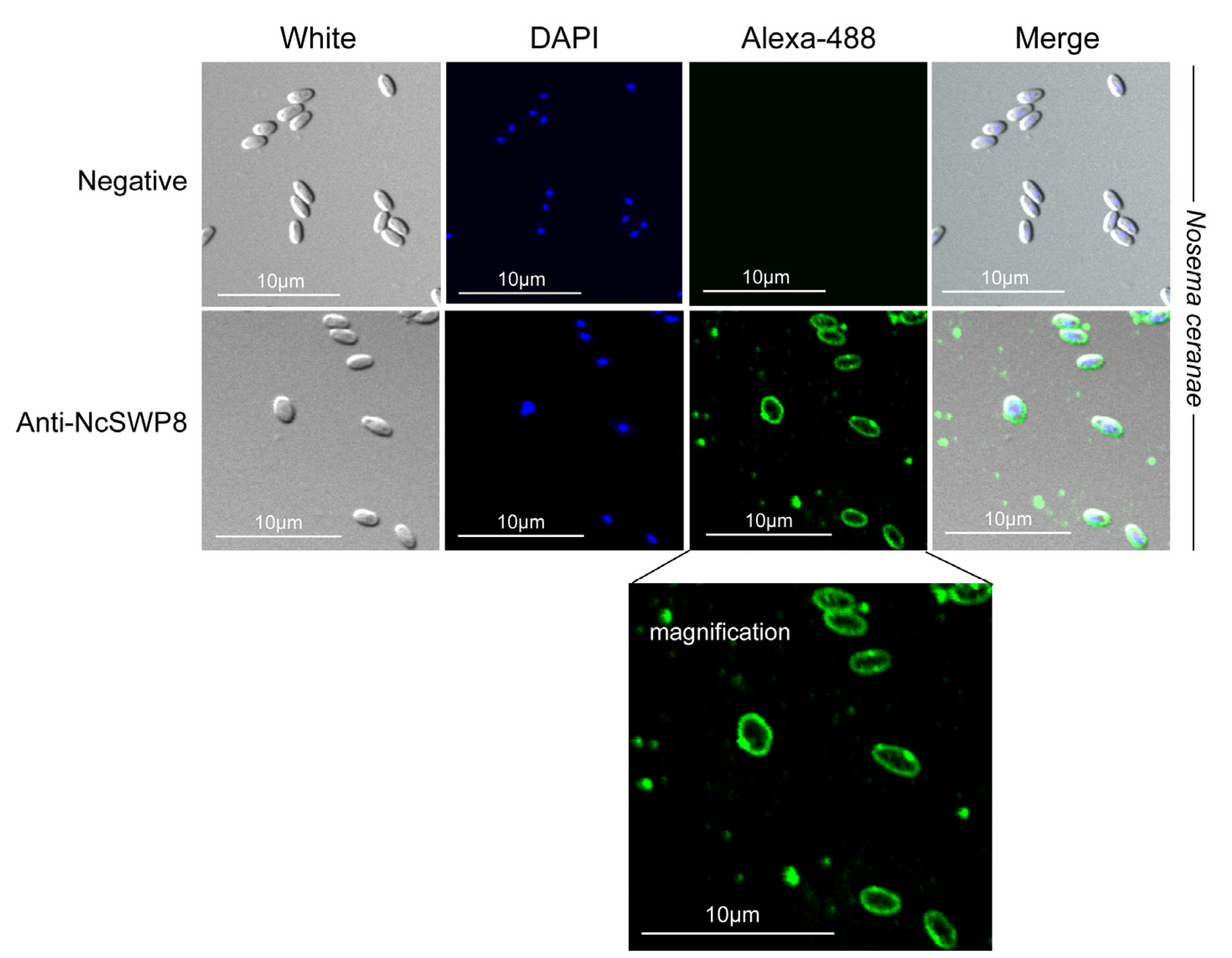 Microorganisms 13 00142 g006