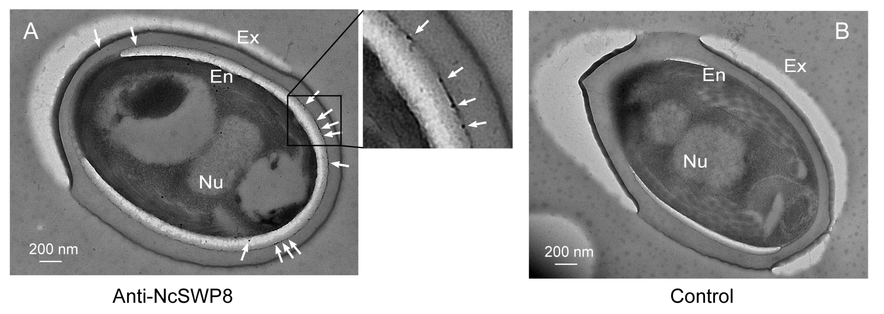 Microorganisms 13 00142 g007
