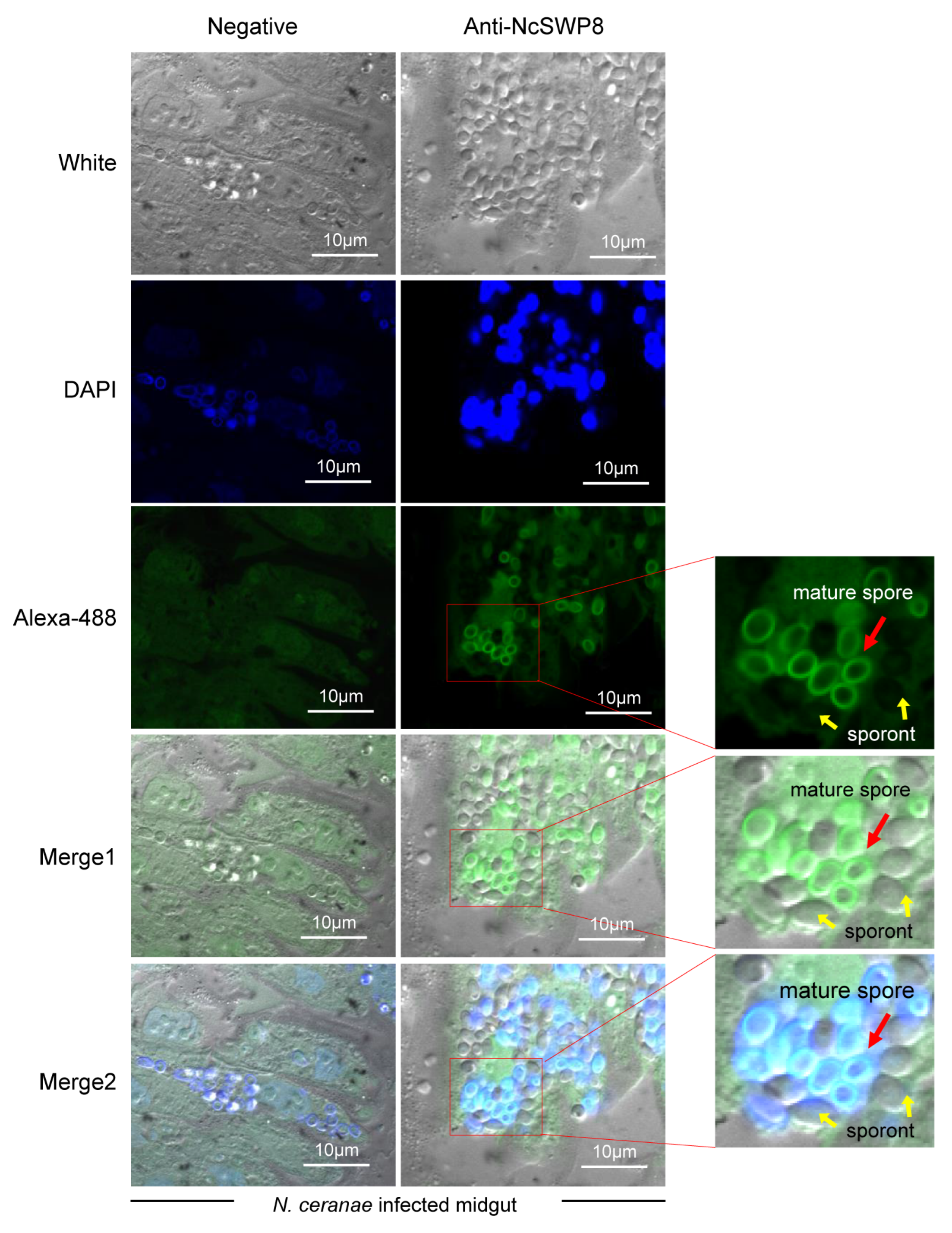 Microorganisms 13 00142 g008