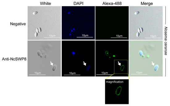 Microorganisms 13 00142 g0a1
