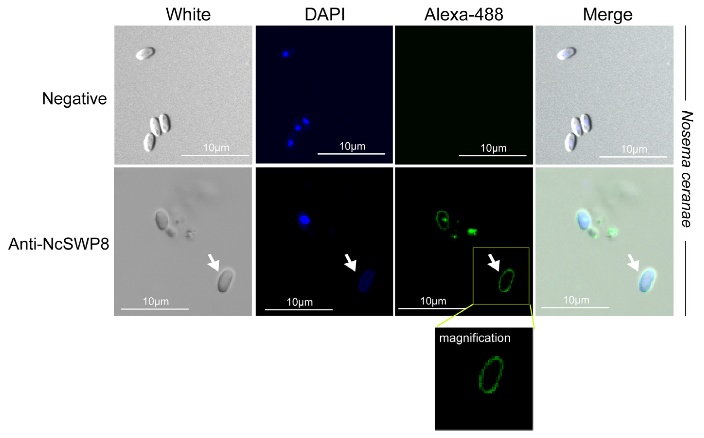 Microorganisms 13 00142 g0a1