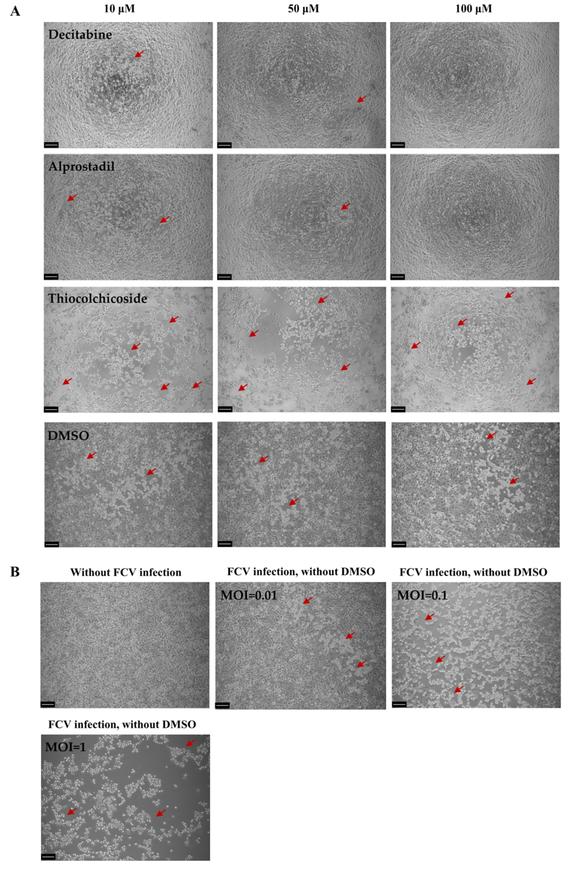 Microorganisms 13 00143 g001