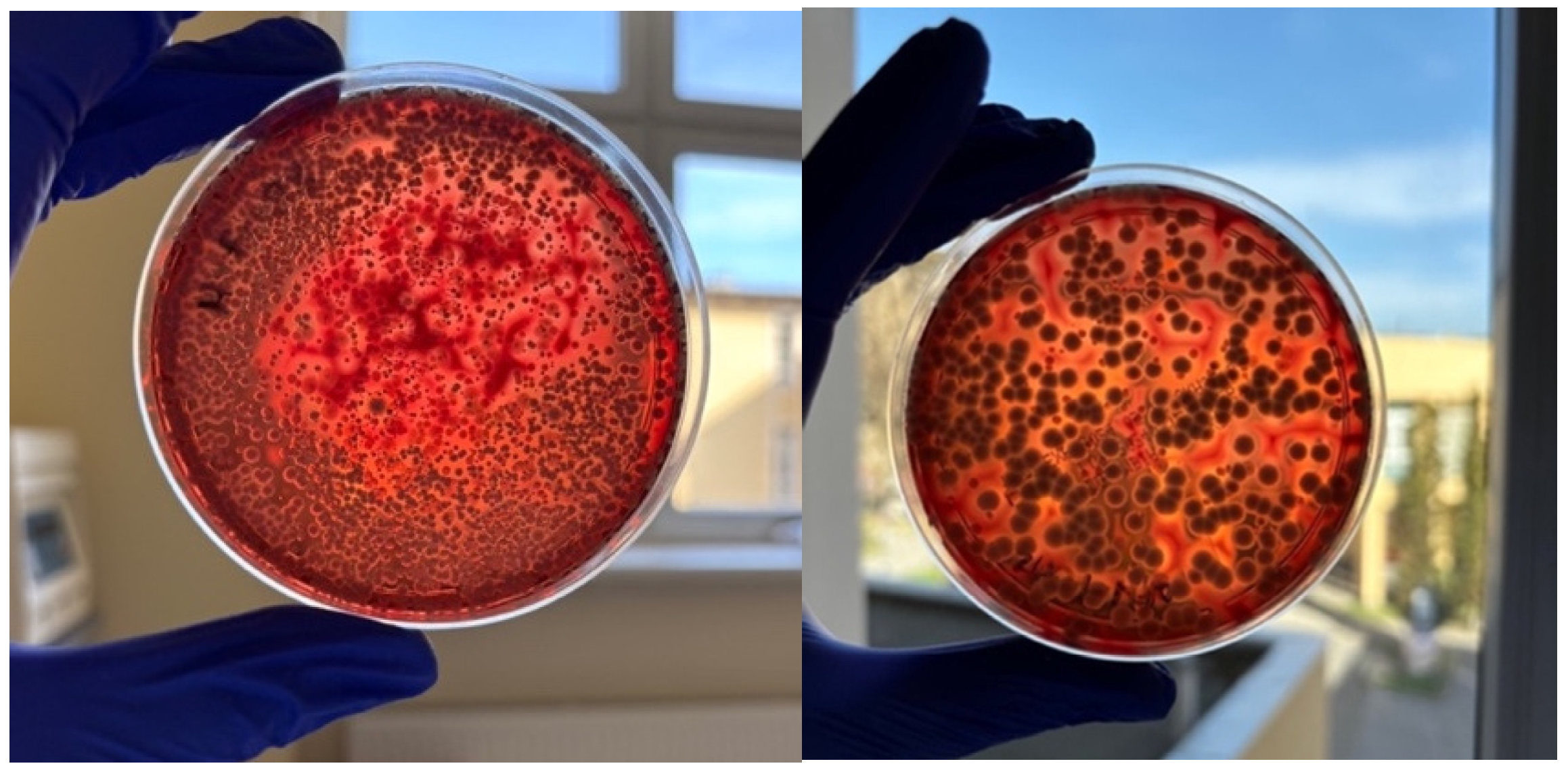 Microorganisms 13 00152 g006