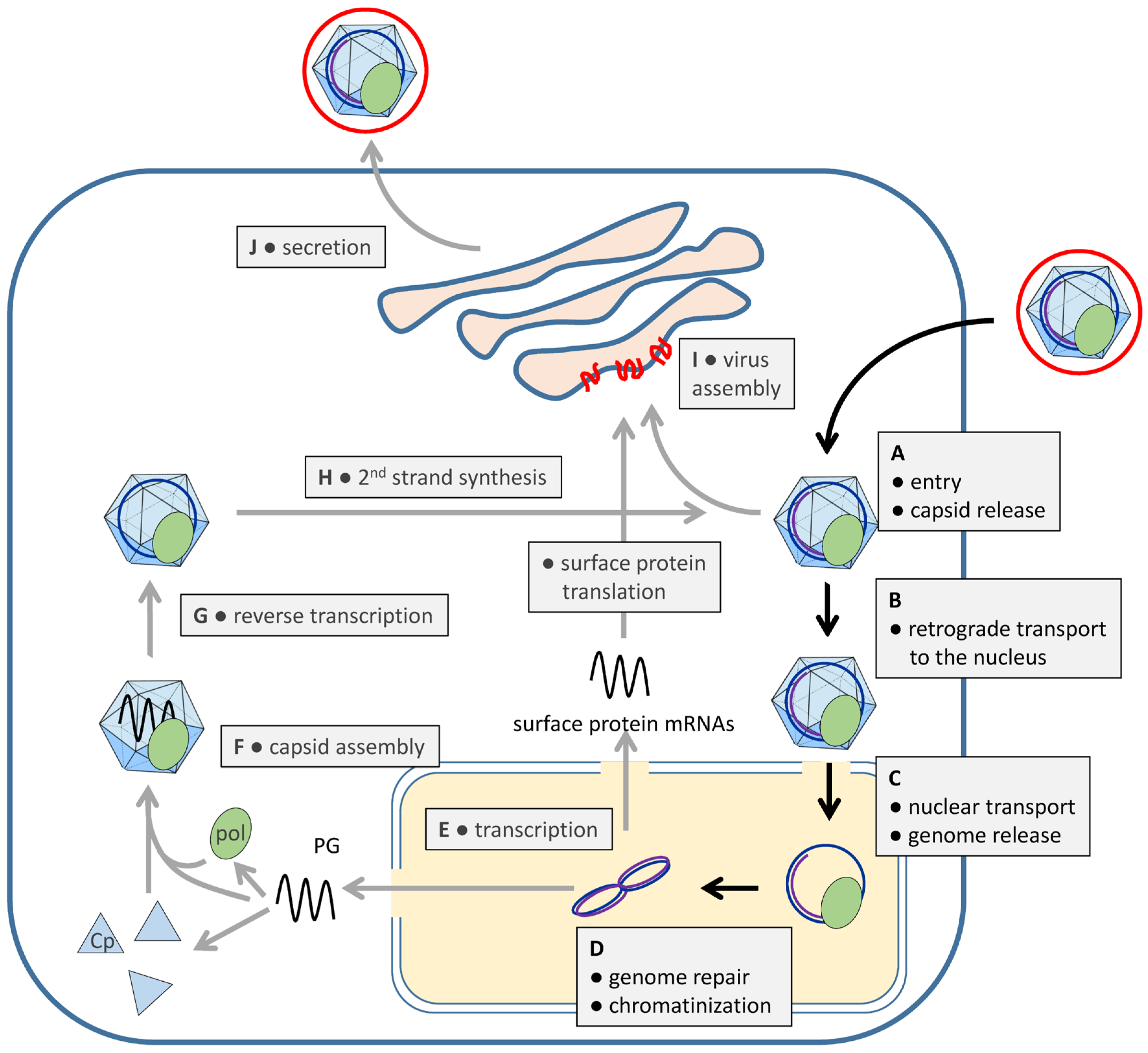 Microorganisms 13 00157 g001