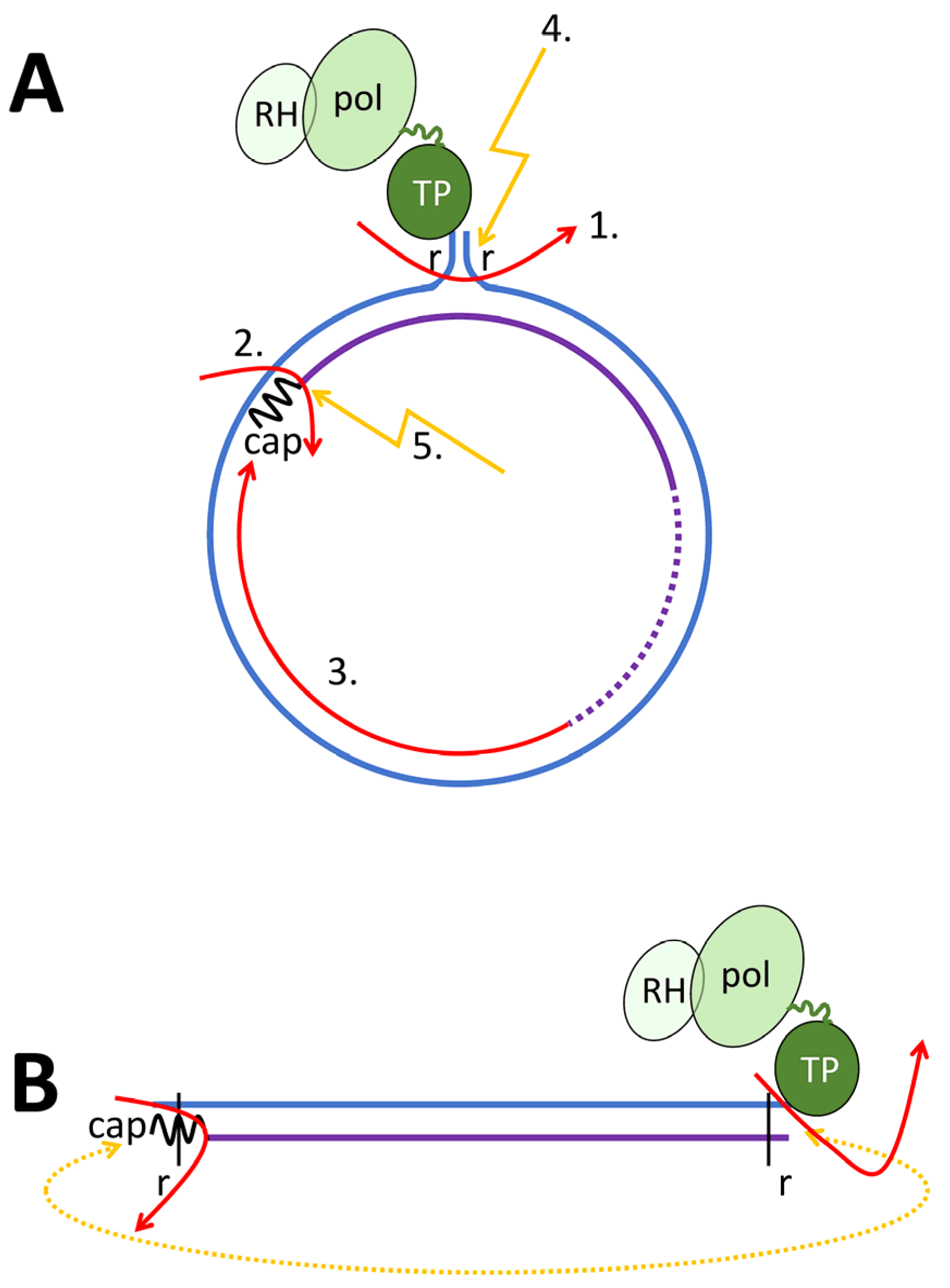 Microorganisms 13 00157 g005