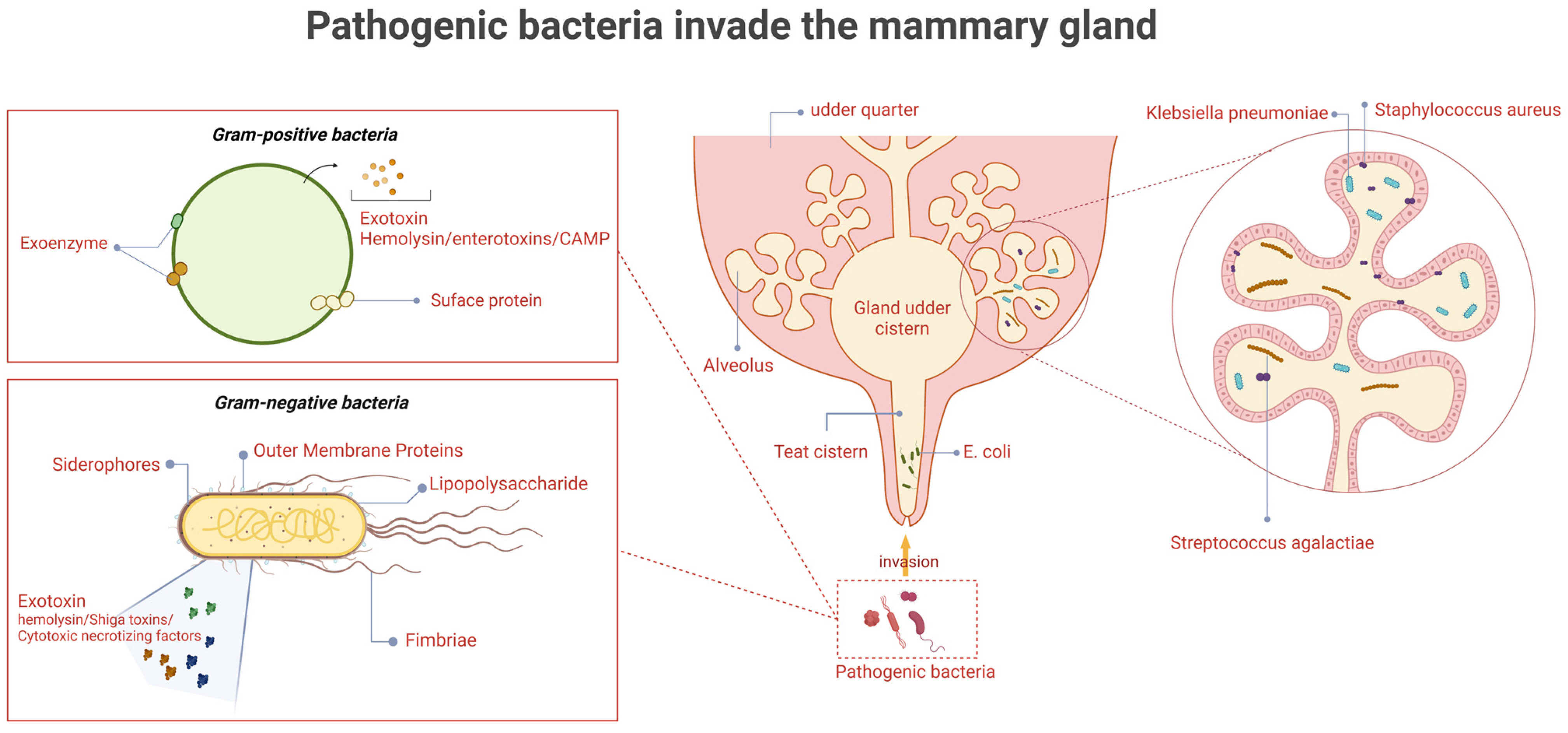 Microorganisms 13 00167 g001 Microorganisms 13 00167 g001