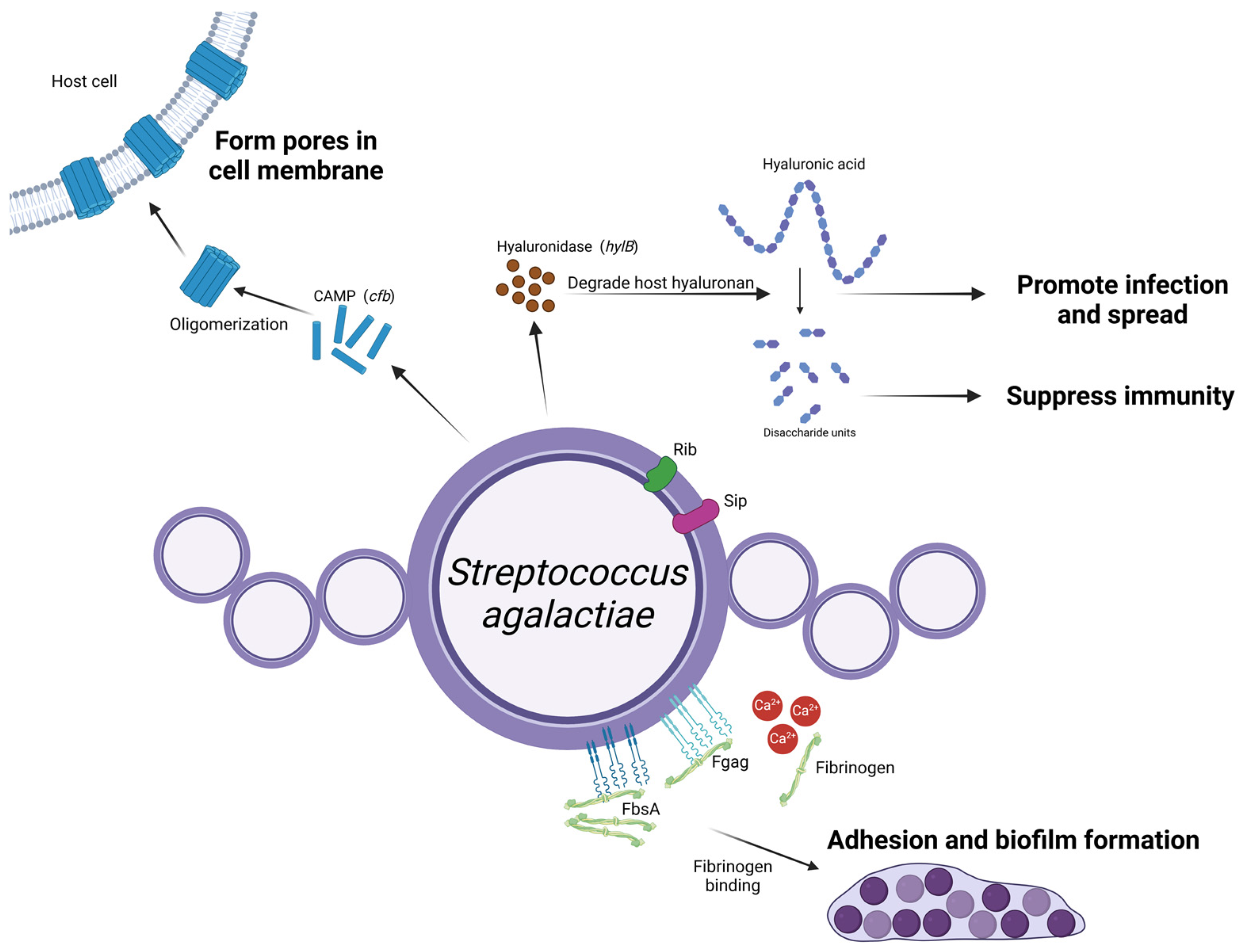 Microorganisms 13 00167 g004 Microorganisms 13 00167 g004