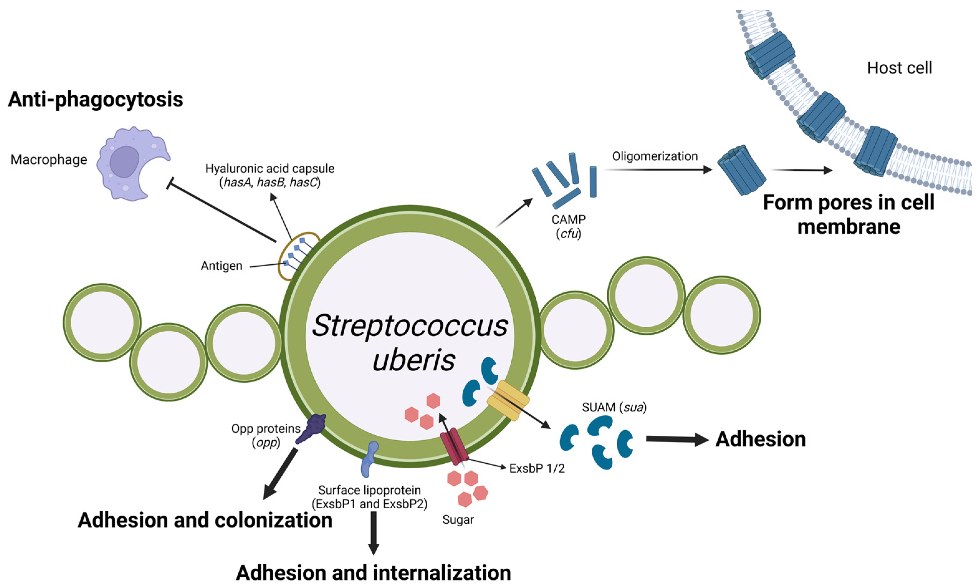 Microorganisms 13 00167 g005 Microorganisms 13 00167 g005