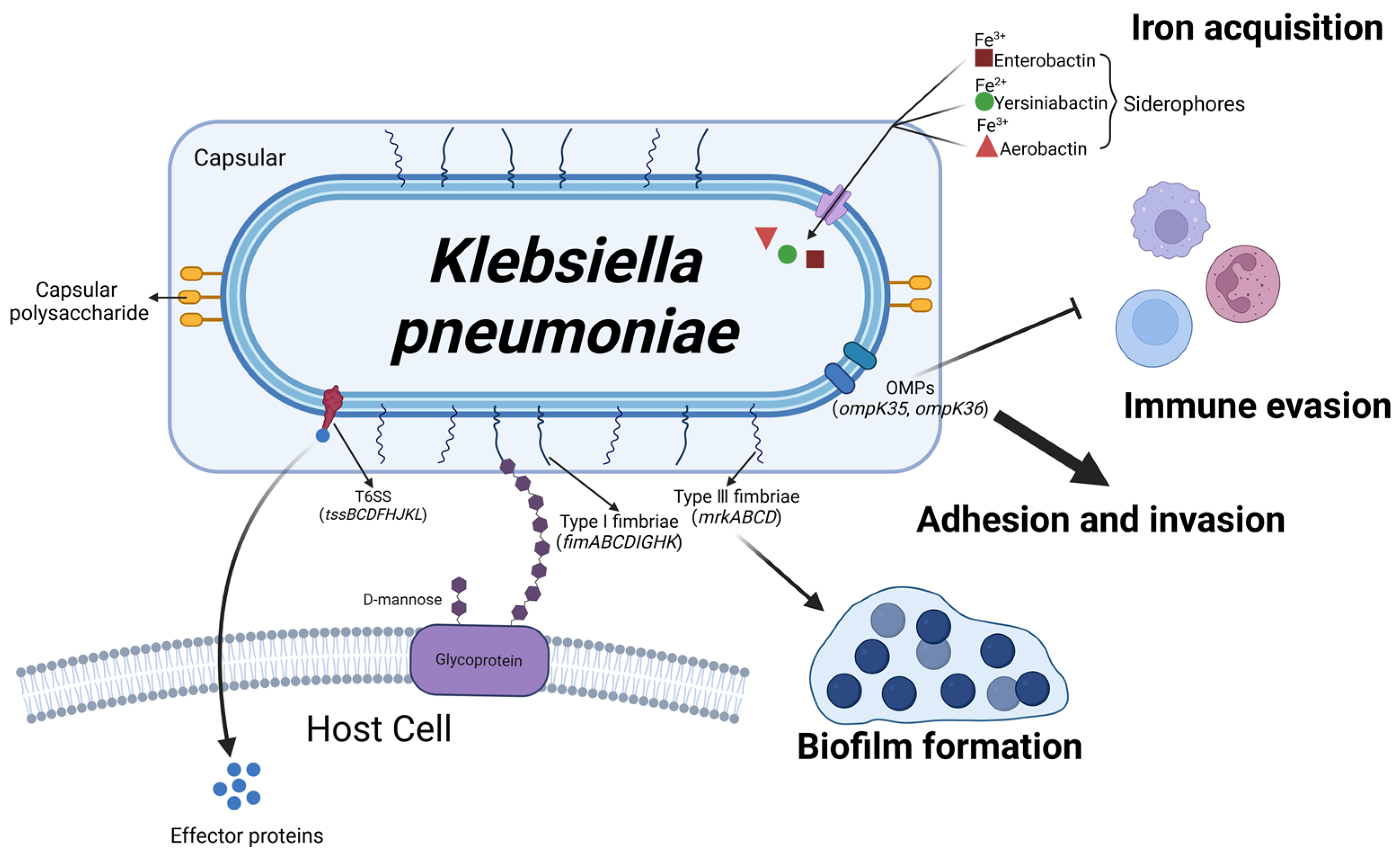 Microorganisms 13 00167 g007 Microorganisms 13 00167 g007