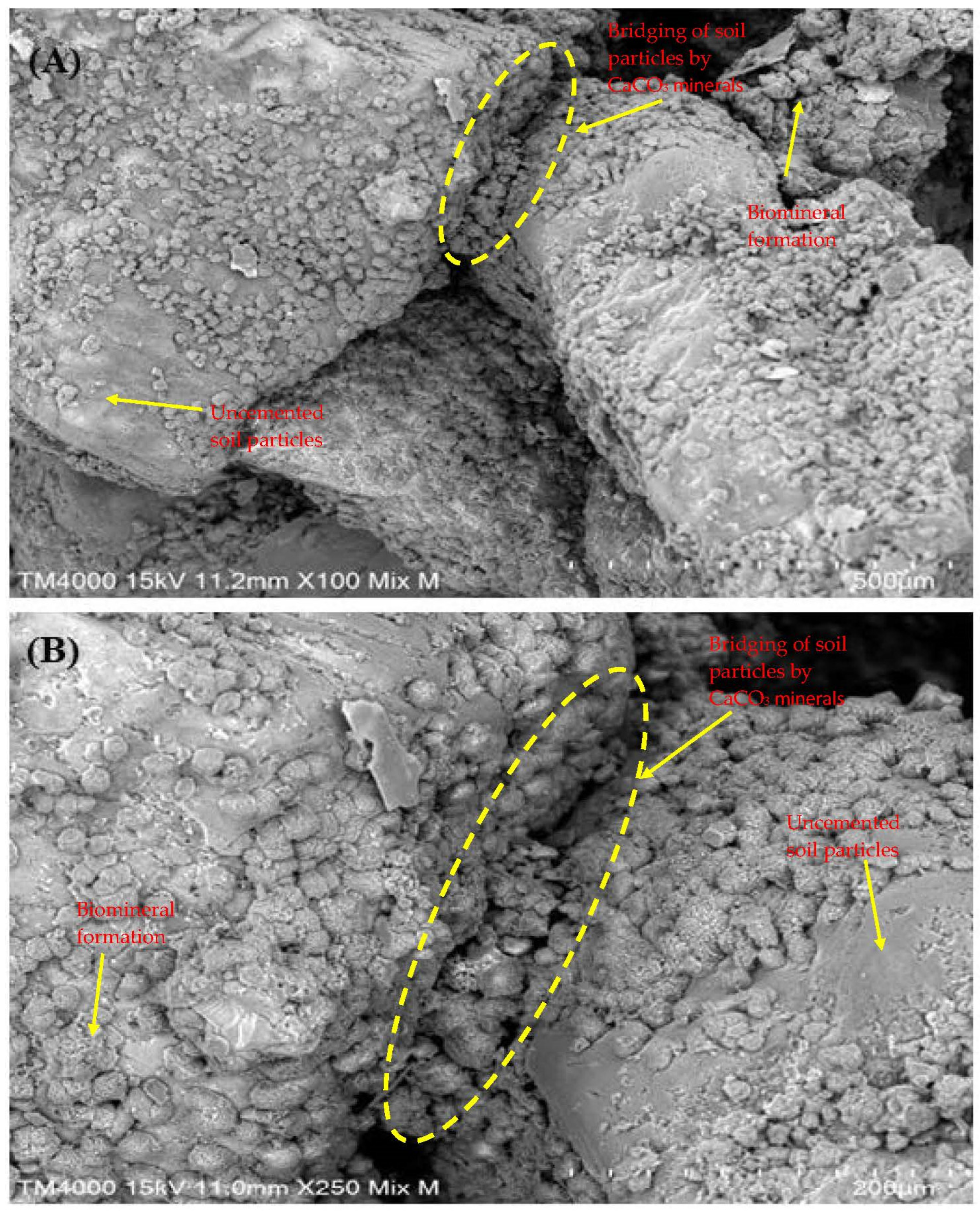 Microorganisms 13 00174 g006