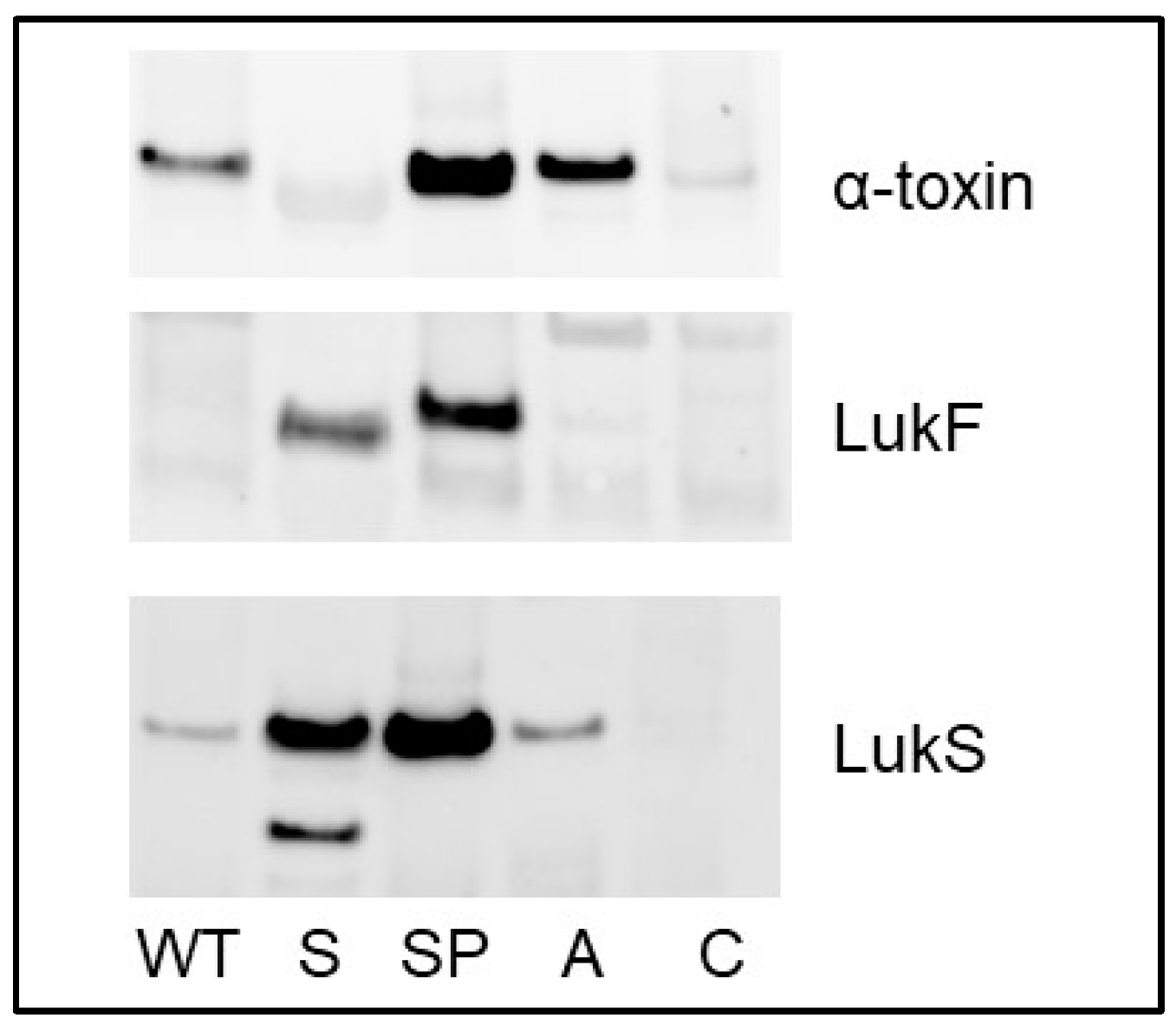 Microorganisms 13 00181 g008
