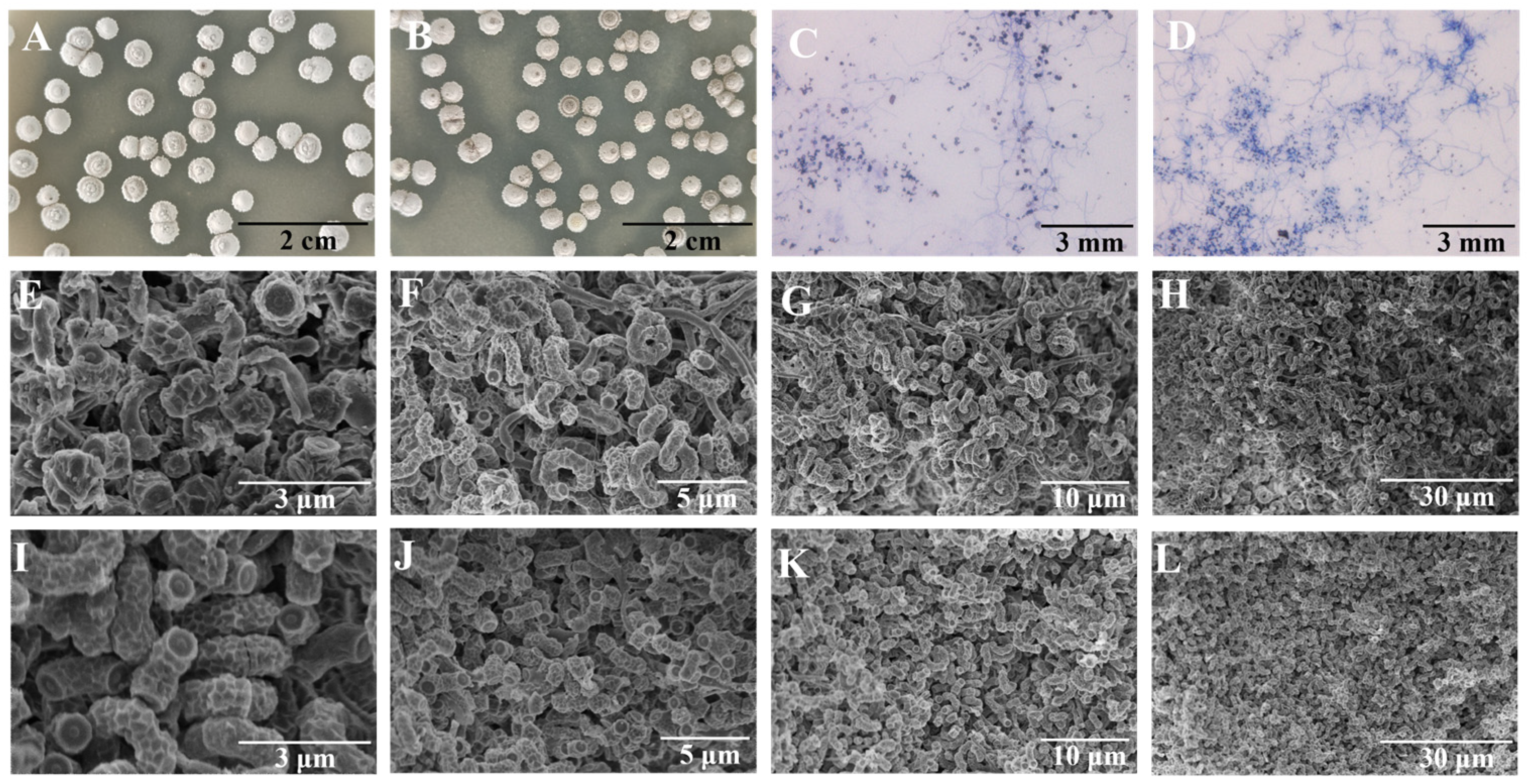 Microorganisms 13 00186 g004