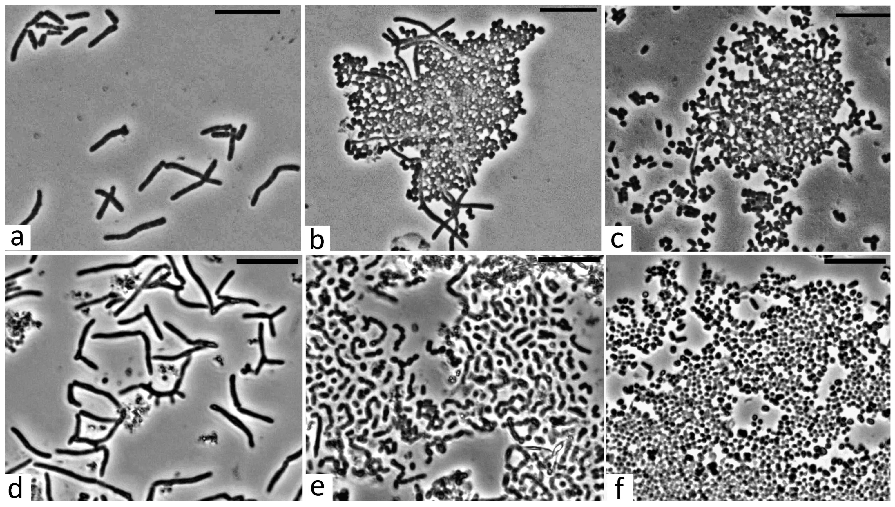 Microorganisms 13 00205 g005 Microorganisms 13 00205 g005