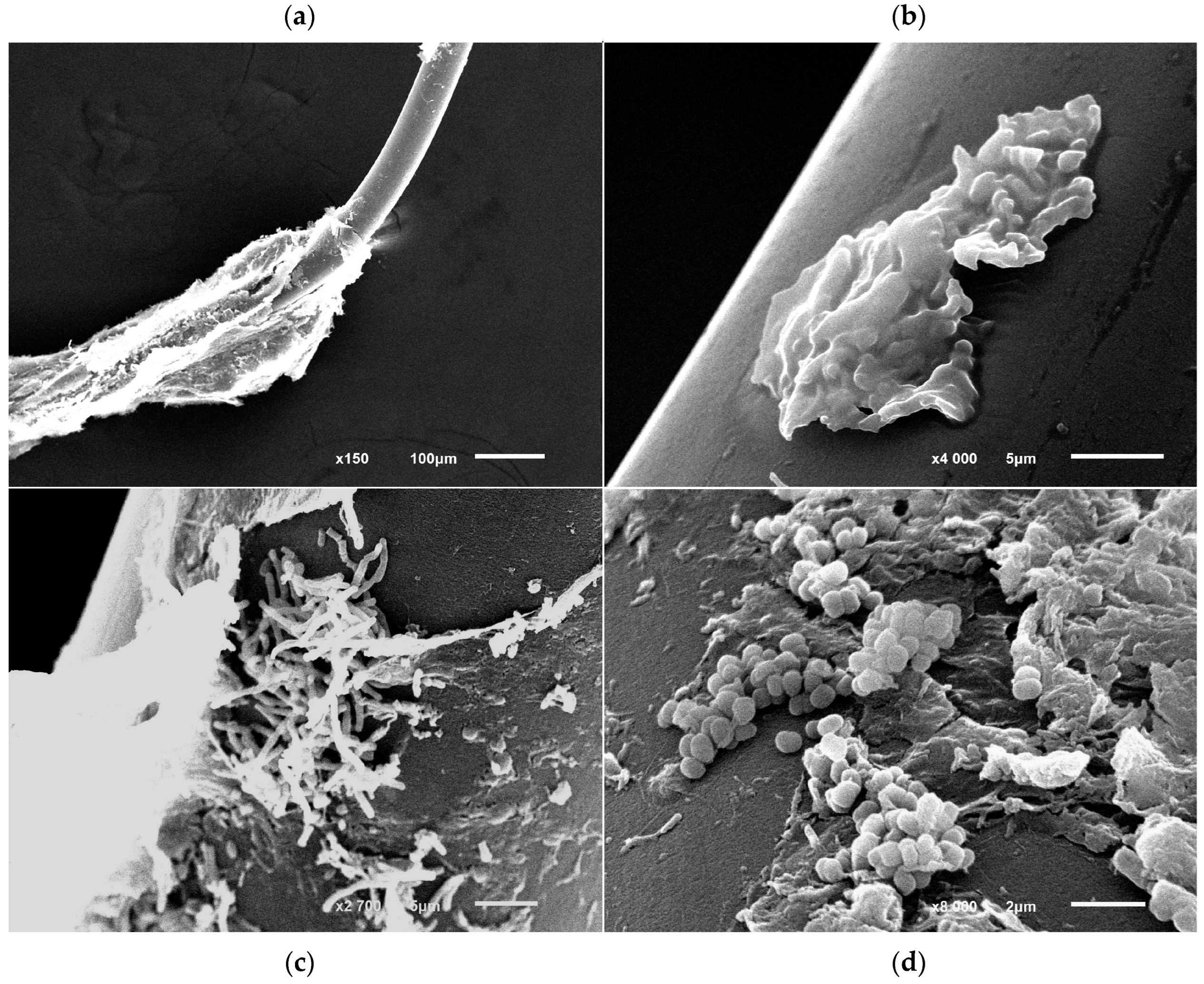 Microorganisms 13 00205 g006 Microorganisms 13 00205 g006